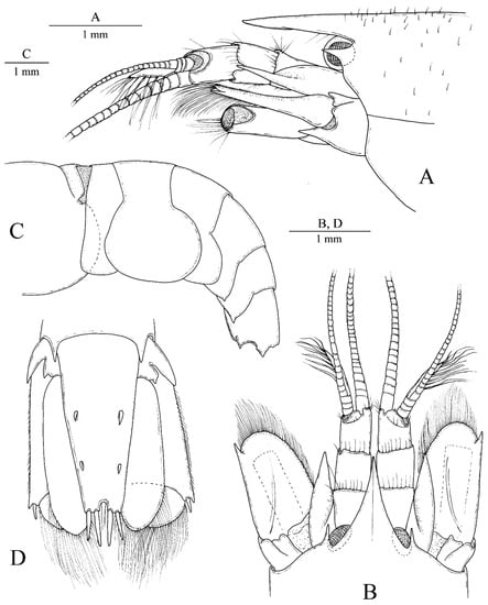 Arthropoda 01 00014 g001