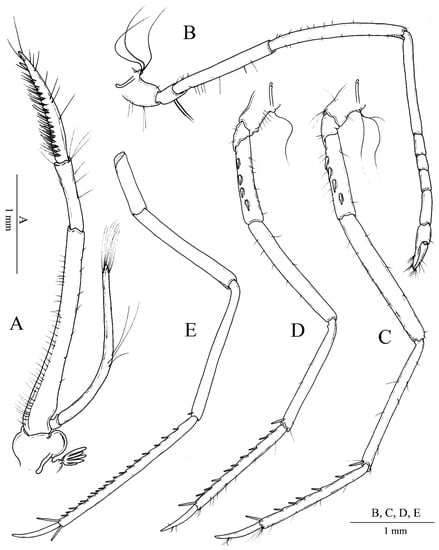 Arthropoda 01 00014 g003
