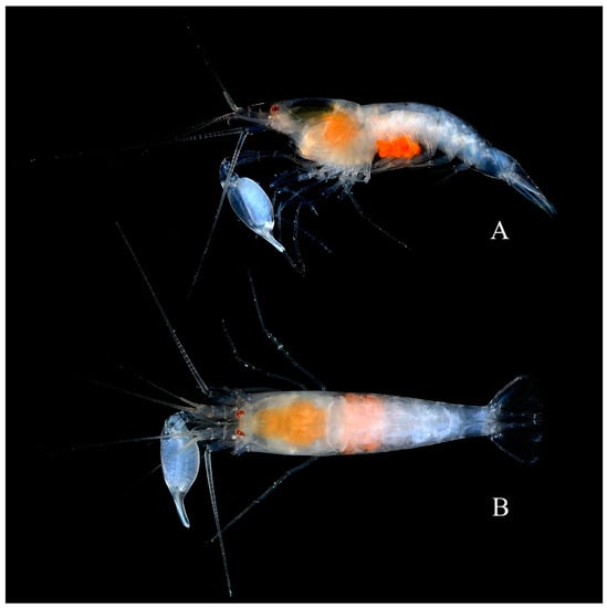 Arthropoda 01 00014 g004