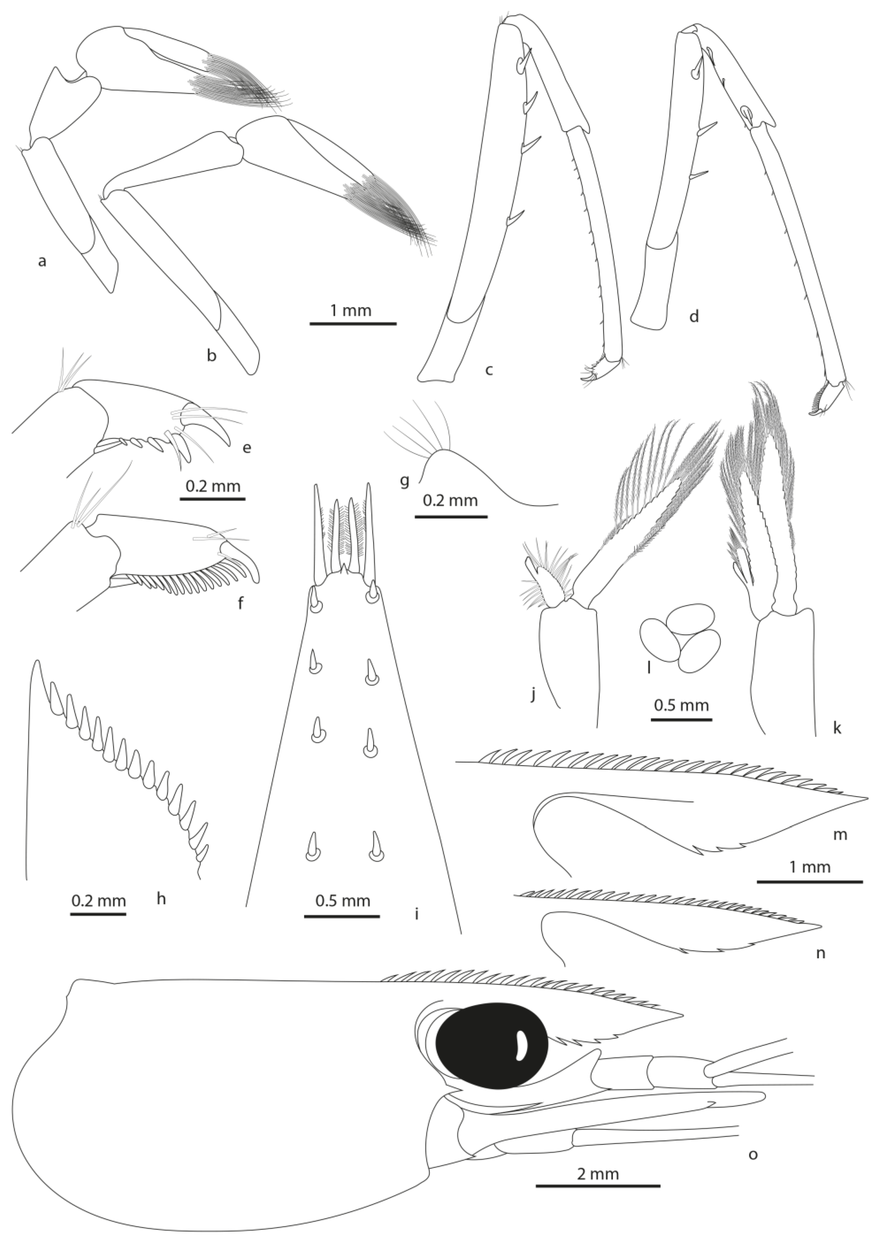 Arthropoda 01 00015 g003 Arthropoda 01 00015 g003