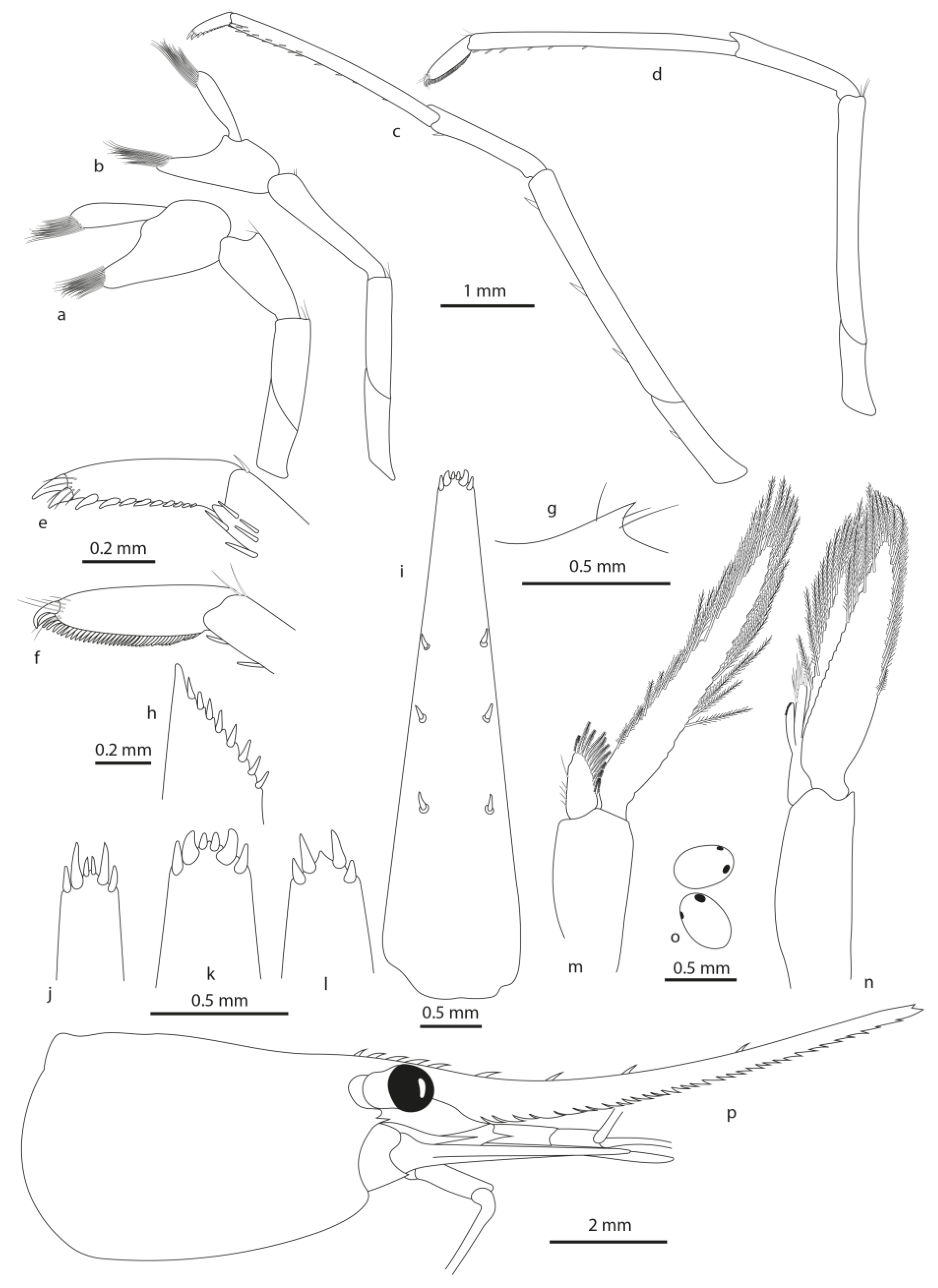 Arthropoda 01 00015 g004 Arthropoda 01 00015 g004