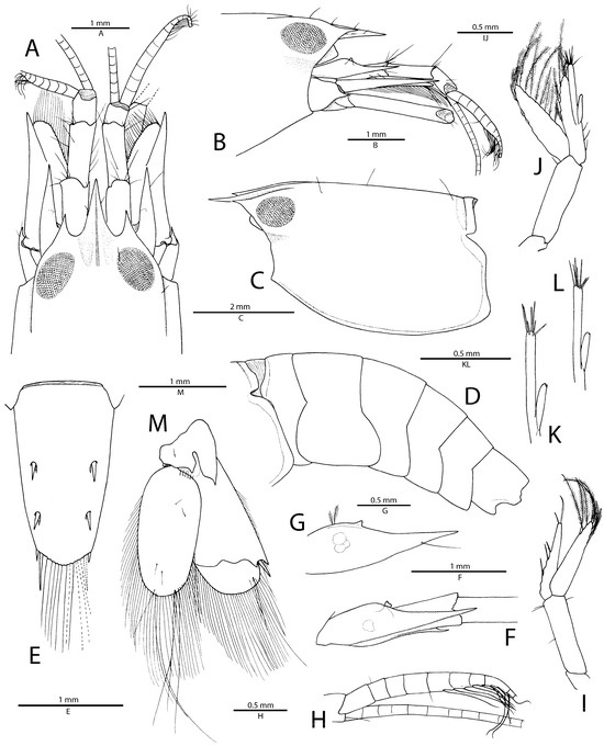 Arthropoda 01 00016 g001