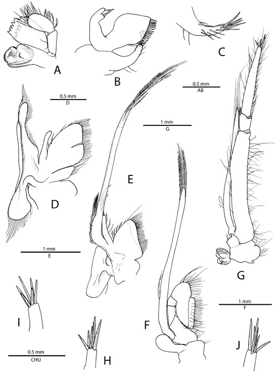 Arthropoda 01 00016 g002