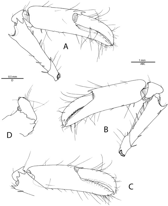 Arthropoda 01 00016 g003