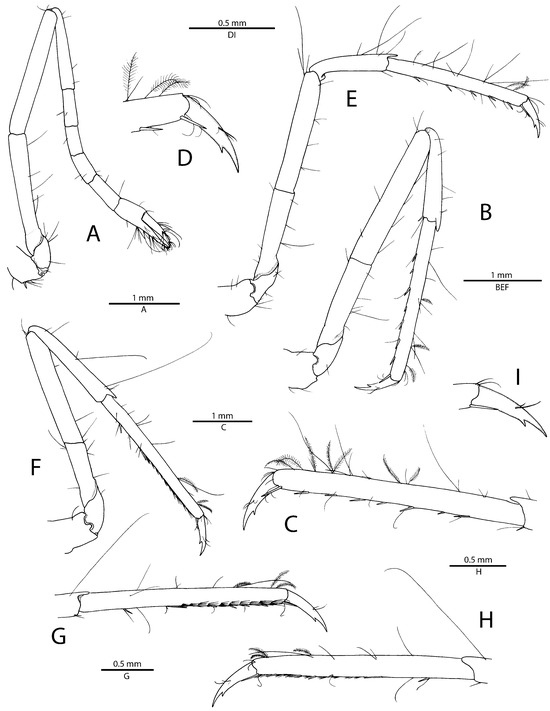 Arthropoda 01 00016 g004