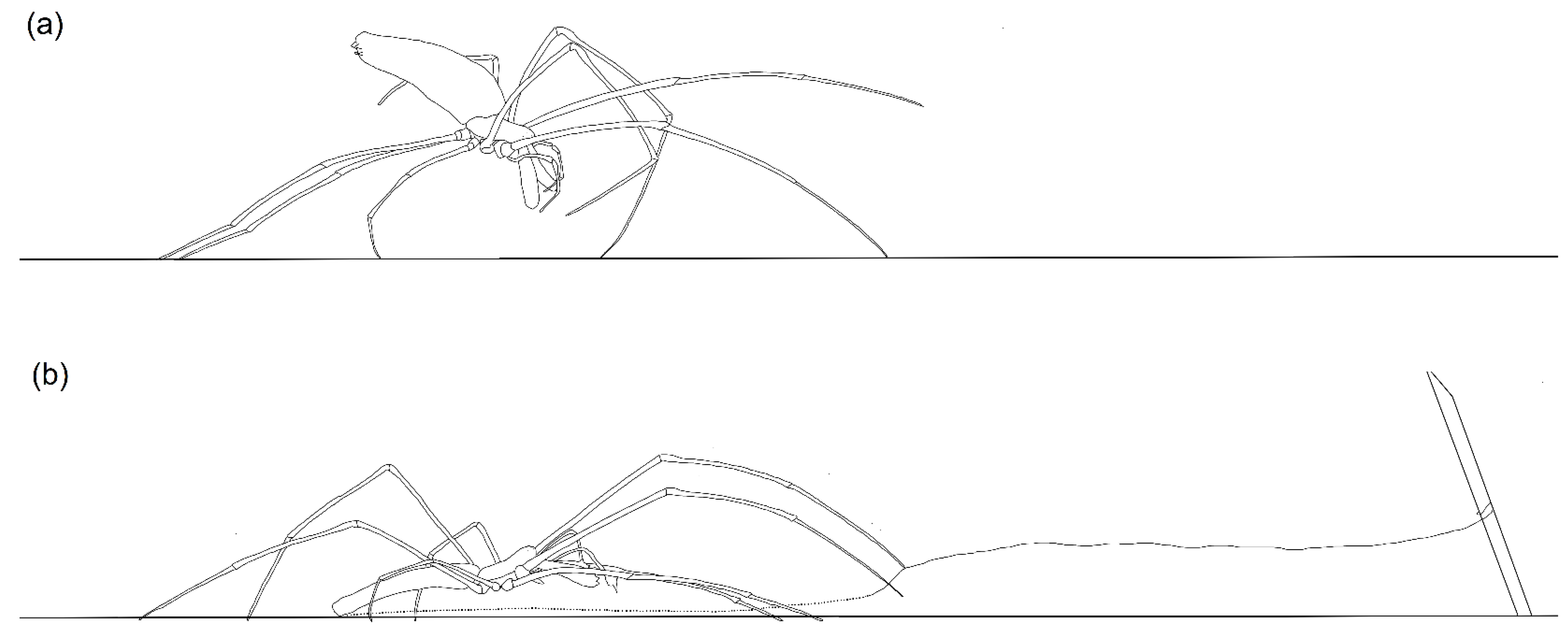 Arthropoda 01 00017 g001