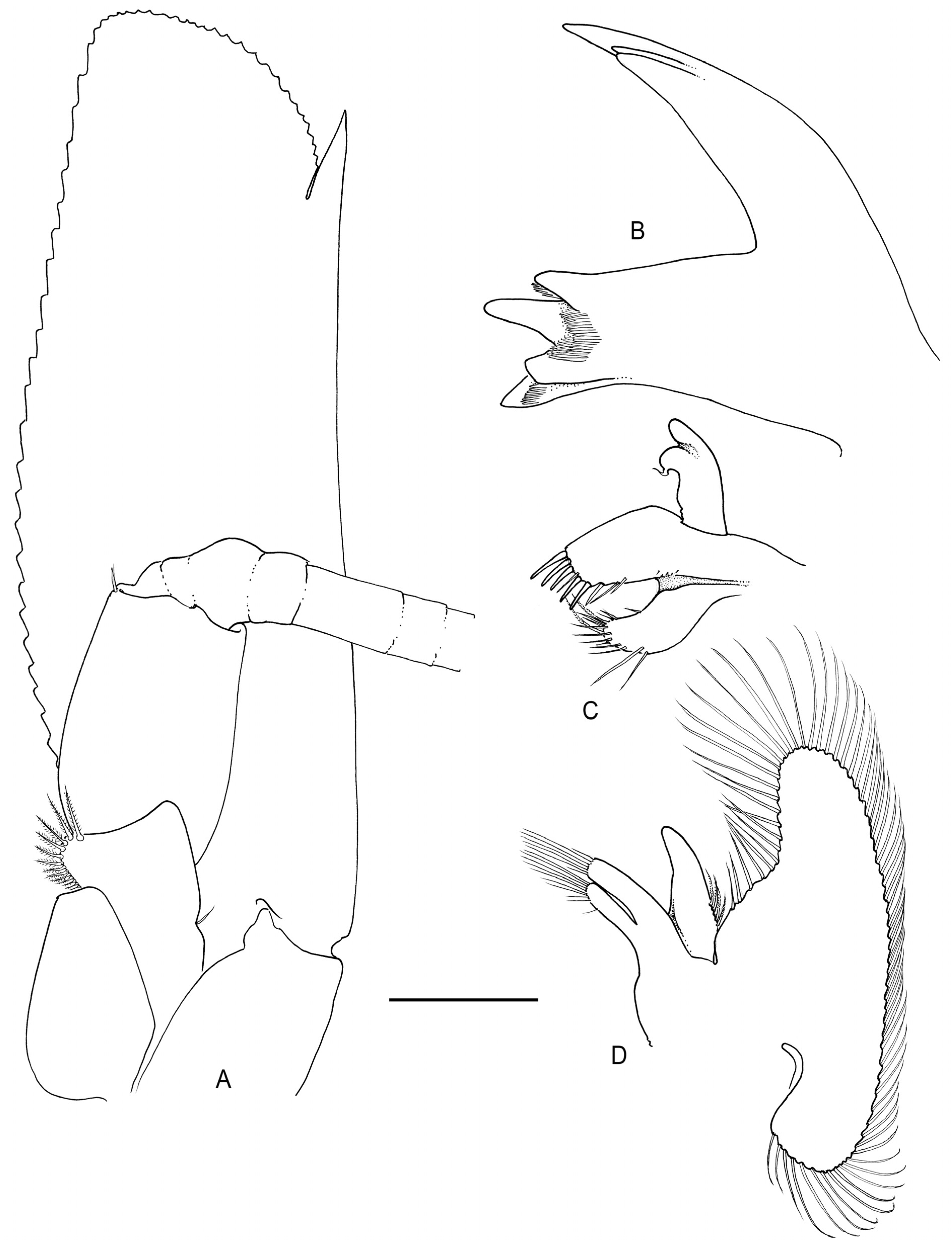 Arthropoda 01 00018 g003