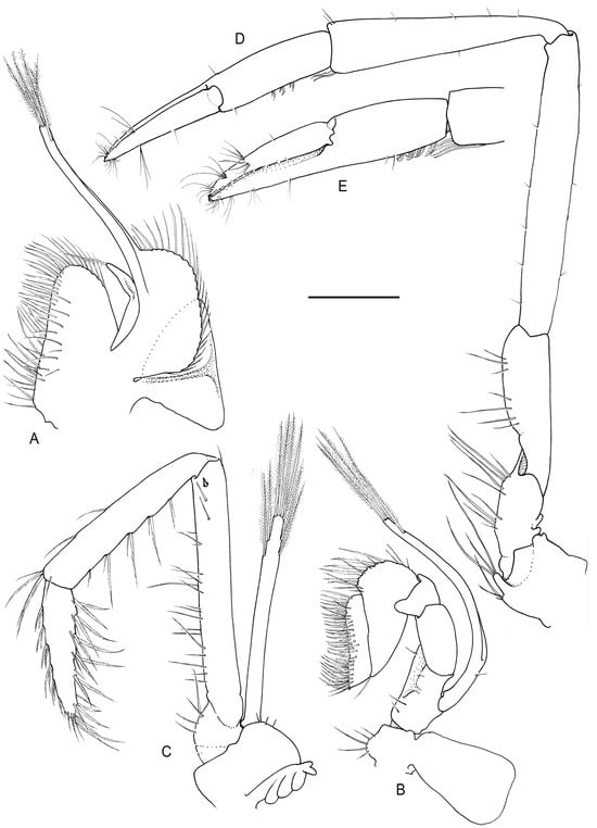 Arthropoda 01 00018 g004