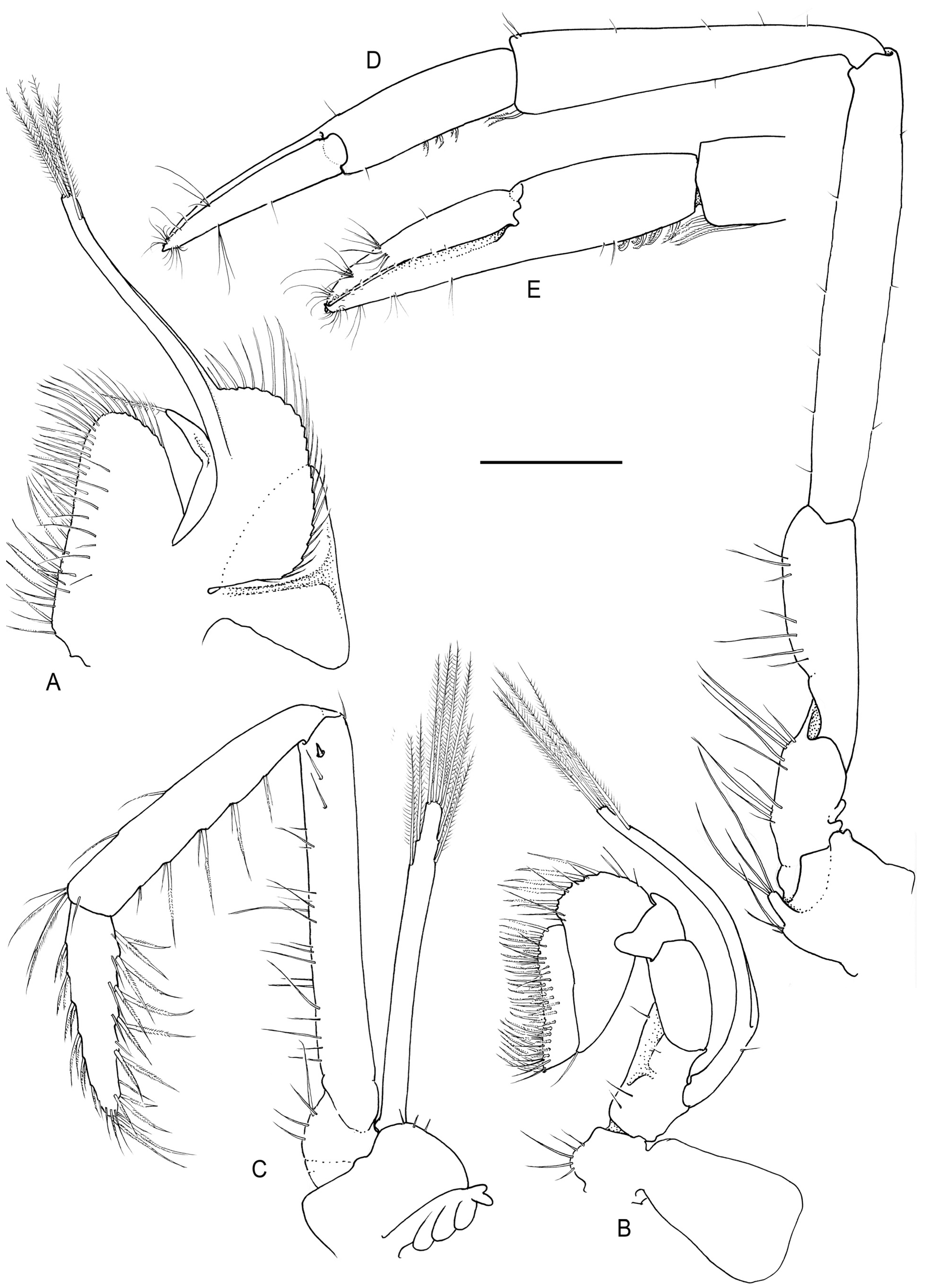 Arthropoda 01 00018 g004