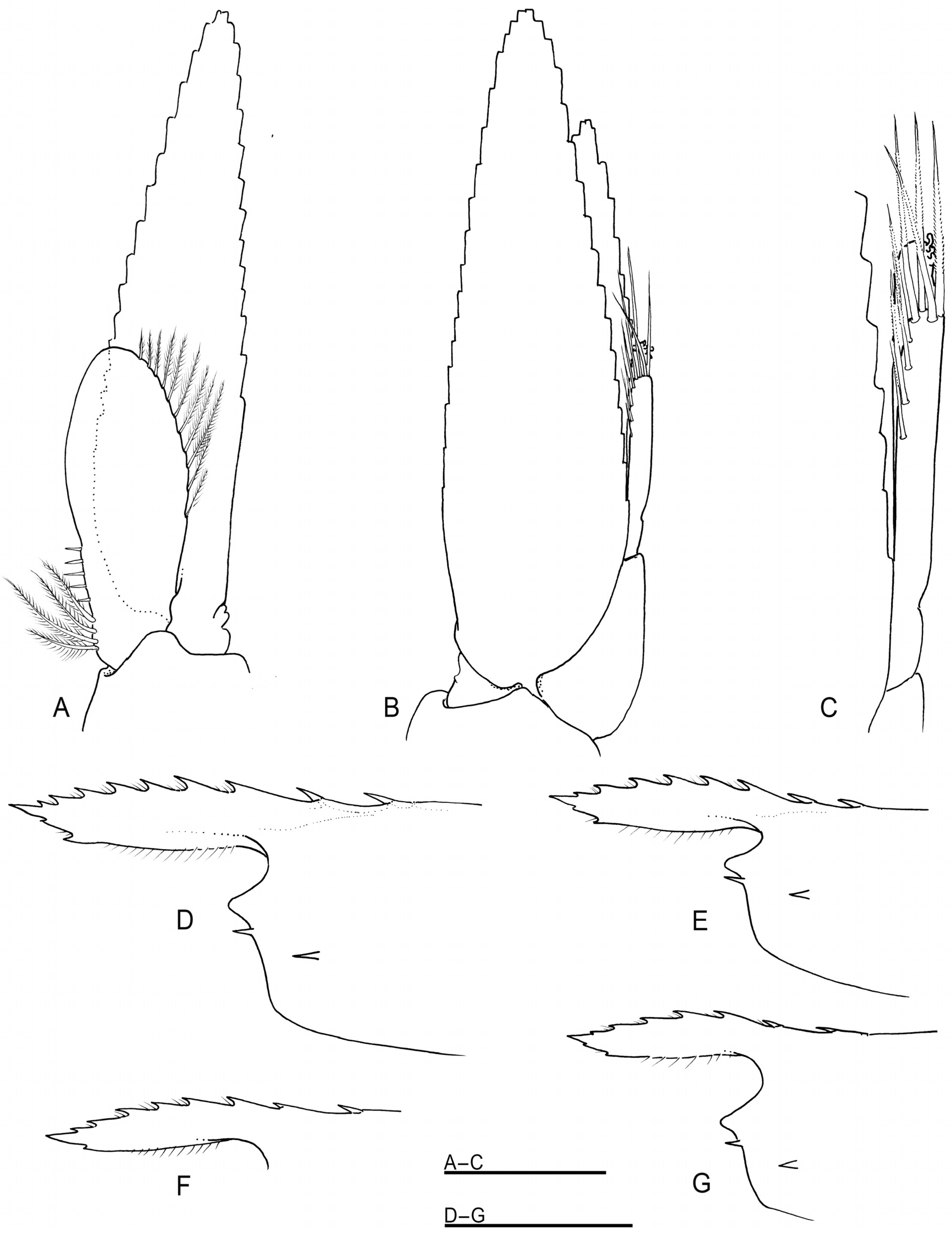 Arthropoda 01 00018 g006