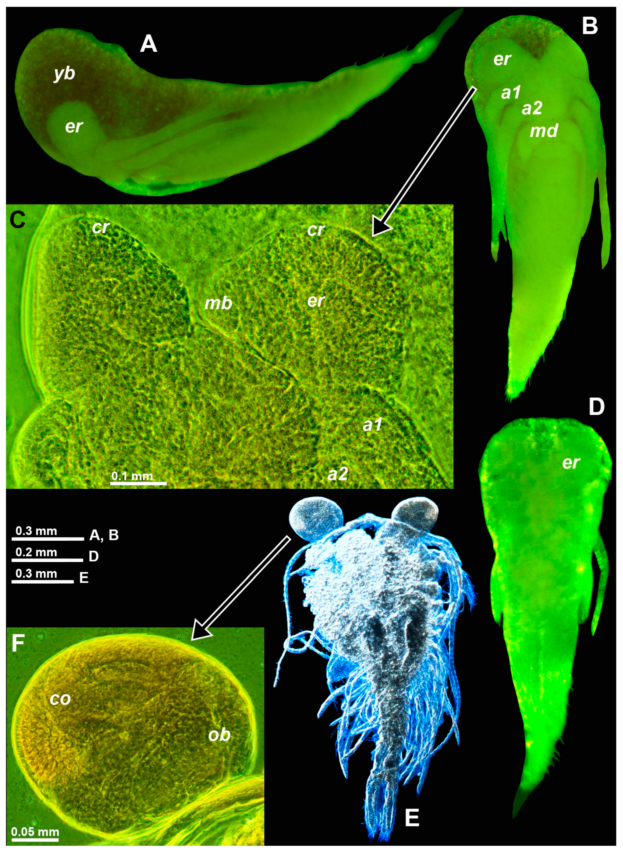 Arthropoda 01 00019 g003