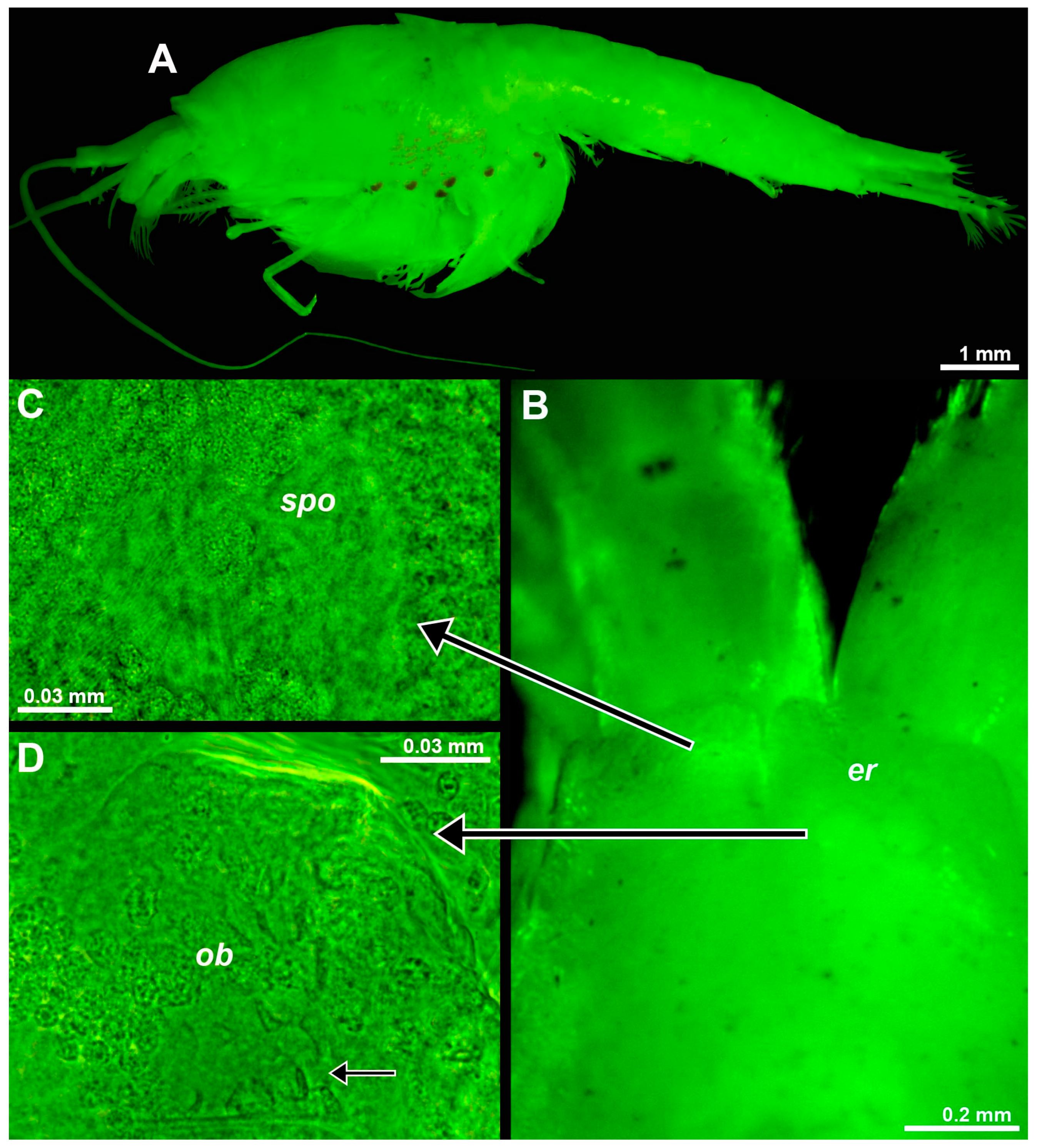Arthropoda 01 00019 g007