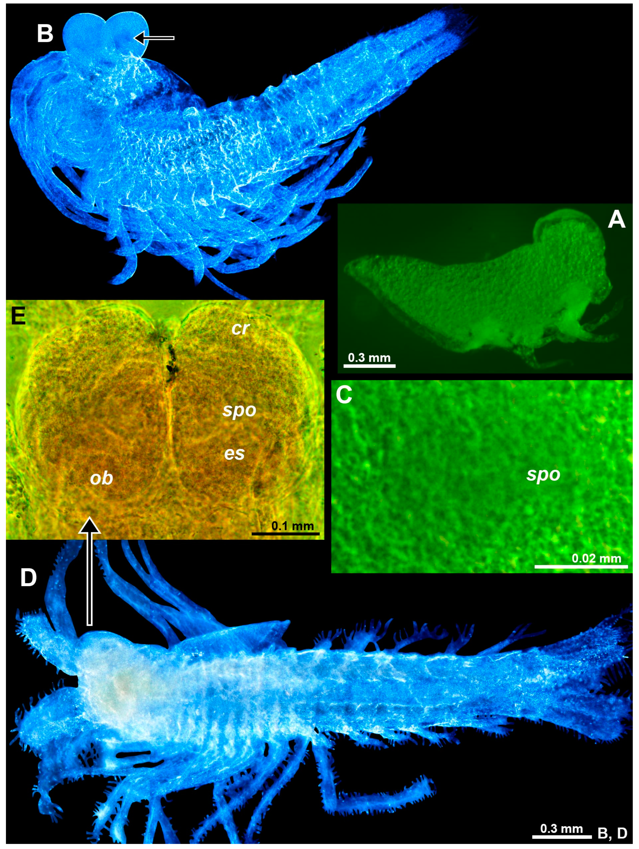 Arthropoda 01 00019 g008
