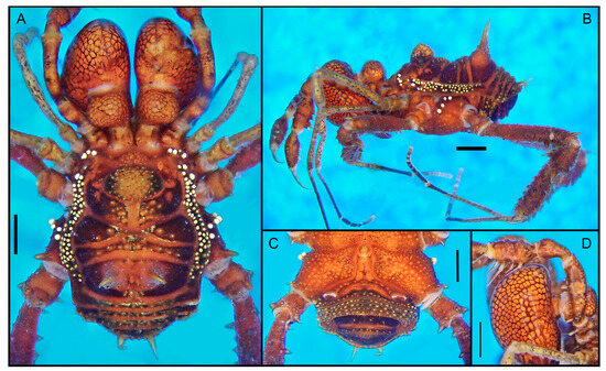 Arthropoda 01 00021 g001