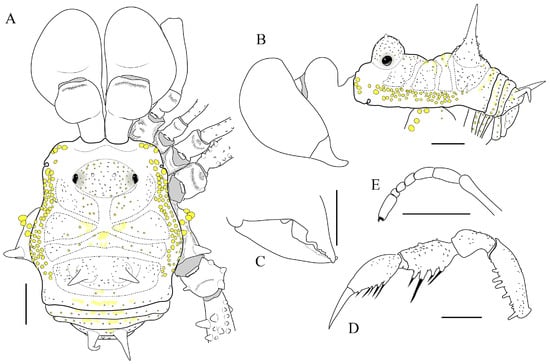 Arthropoda 01 00021 g002