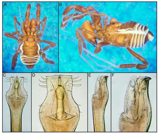Arthropoda 01 00021 g003