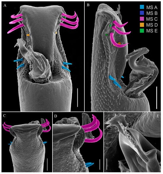 Arthropoda 01 00021 g004
