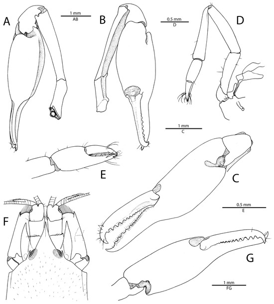 Arthropoda 01 00022 g002