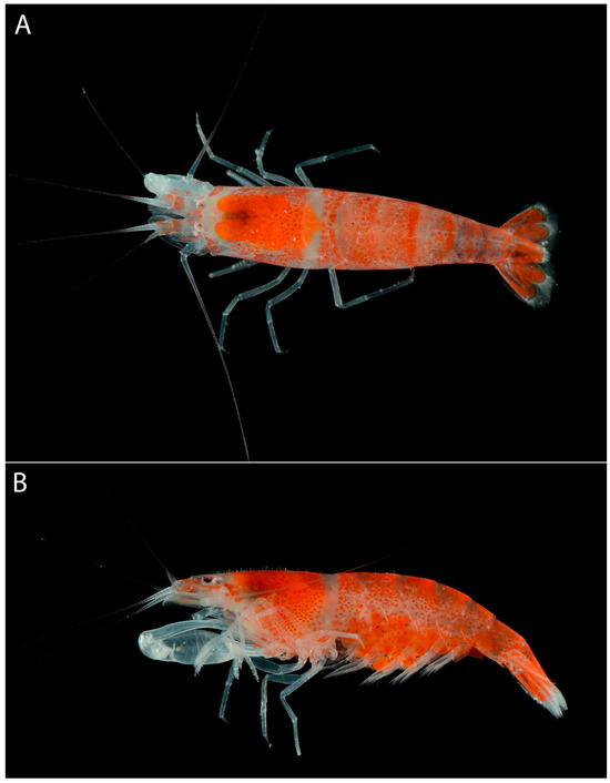 Arthropoda 01 00022 g003