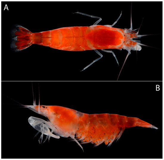 Arthropoda 01 00022 g004