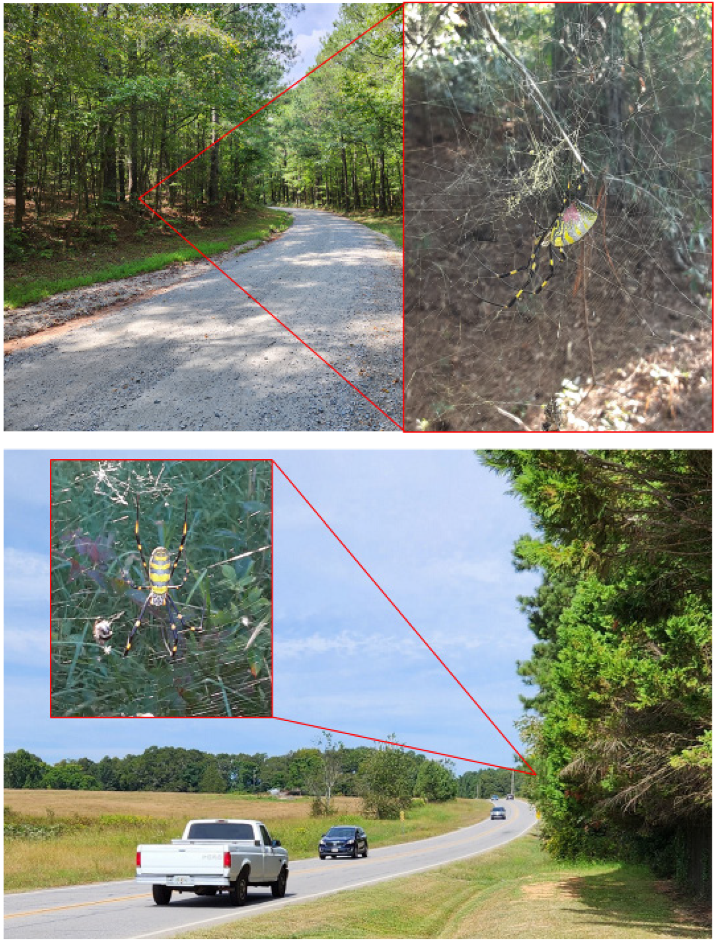 Arthropoda 02 00004 g001