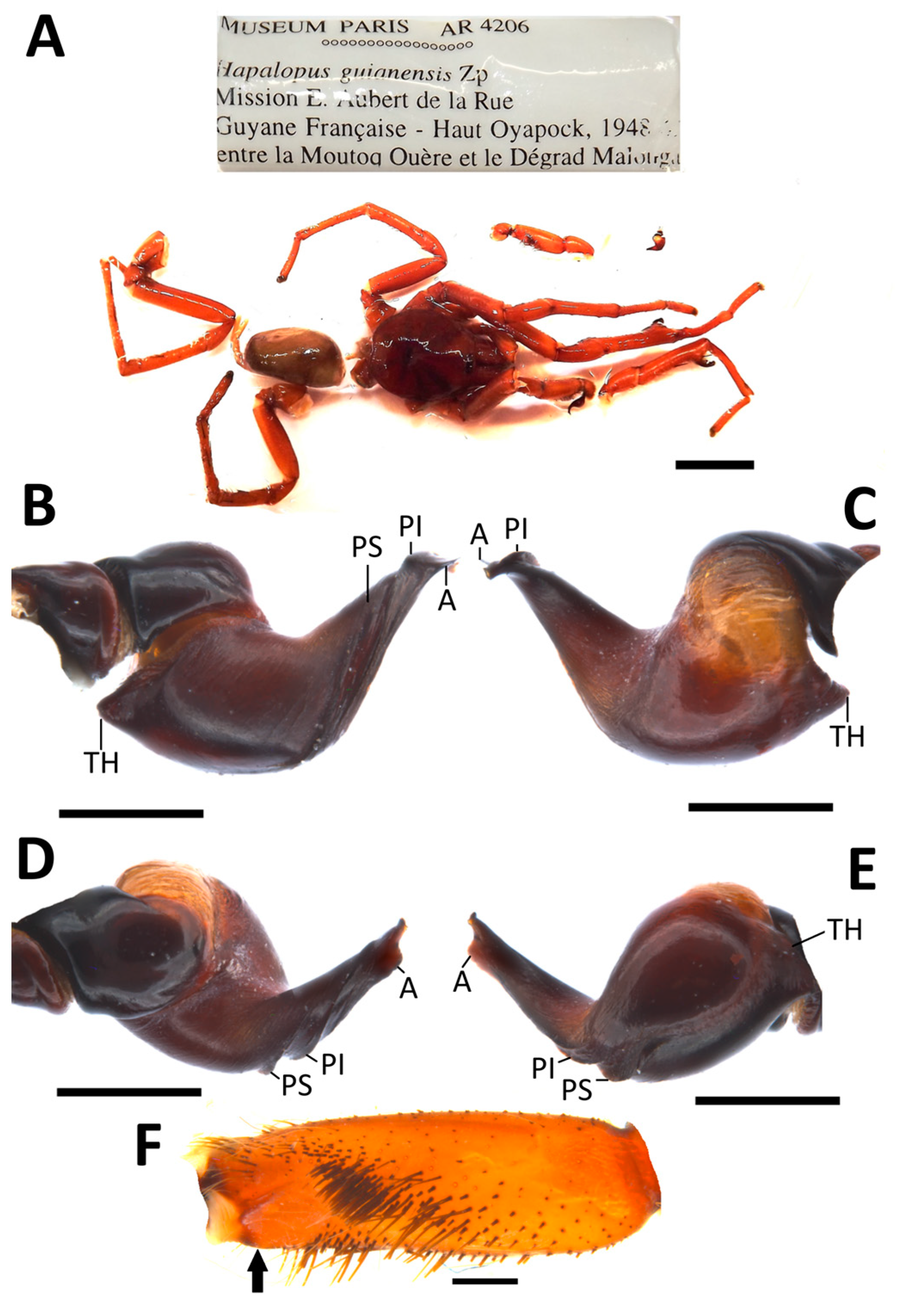Arthropoda 02 00006 g001