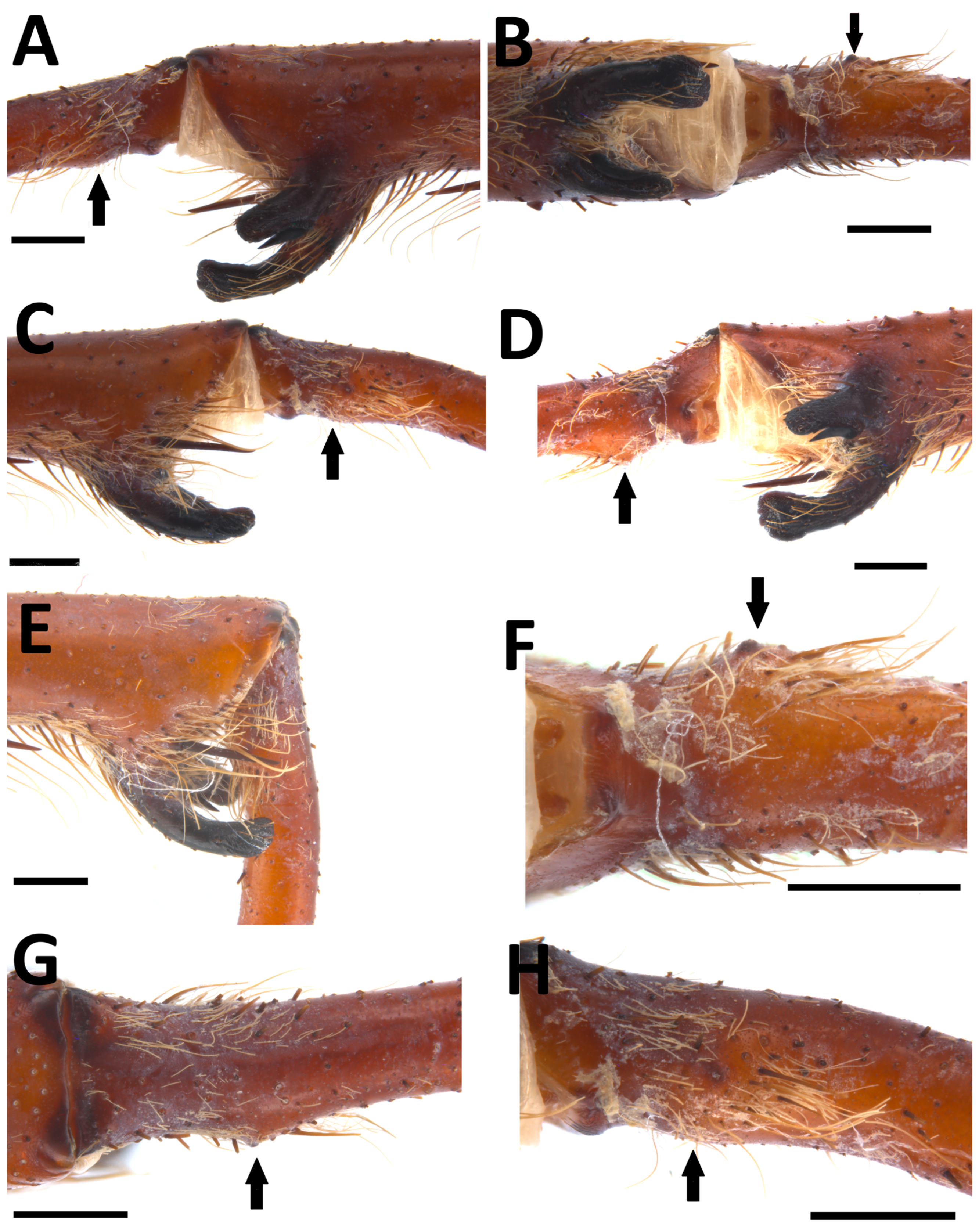 Arthropoda 02 00006 g002