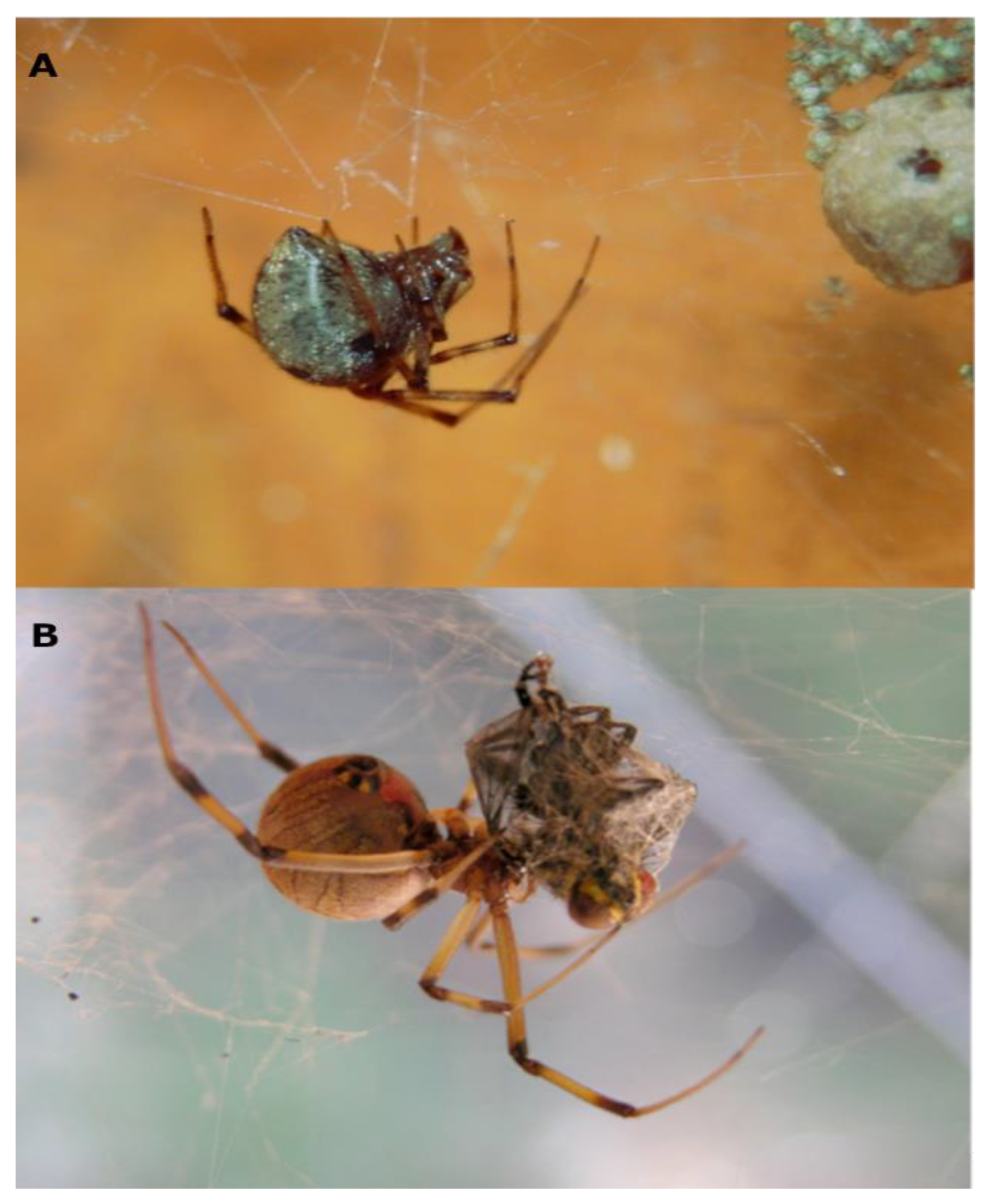 Arthropoda 02 00018 g001