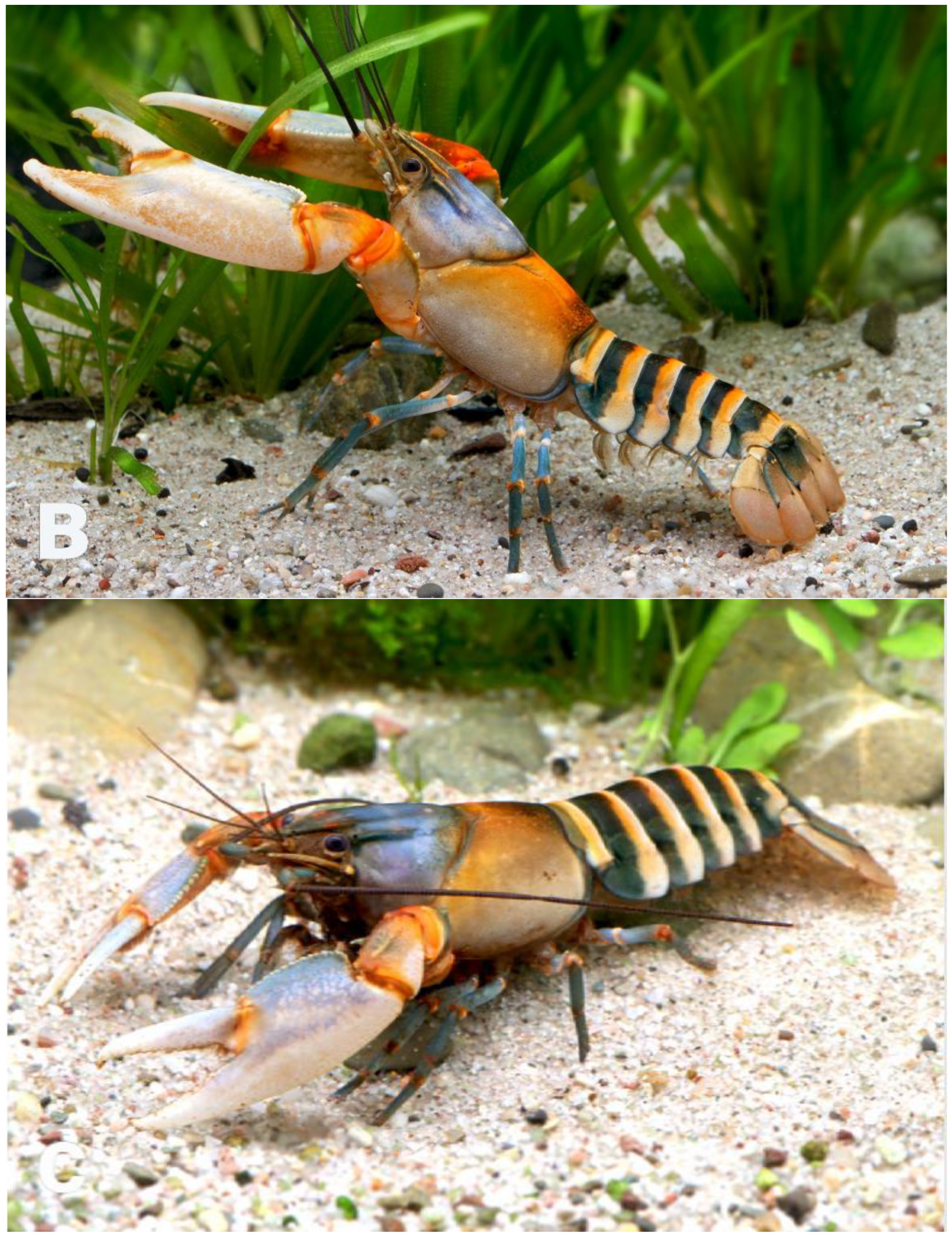 Arthropoda 02 00019 g001b