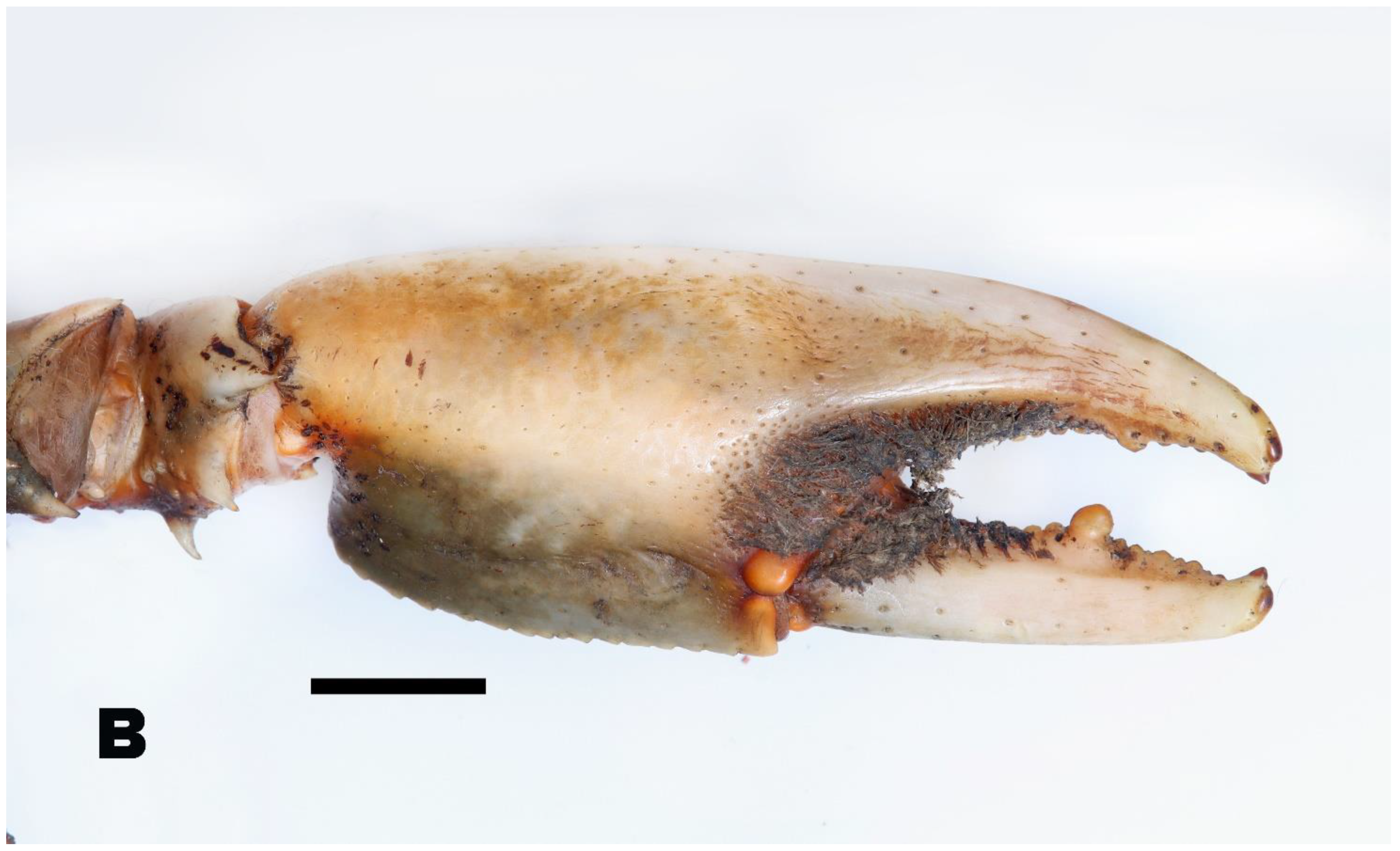 Arthropoda 02 00019 g003b