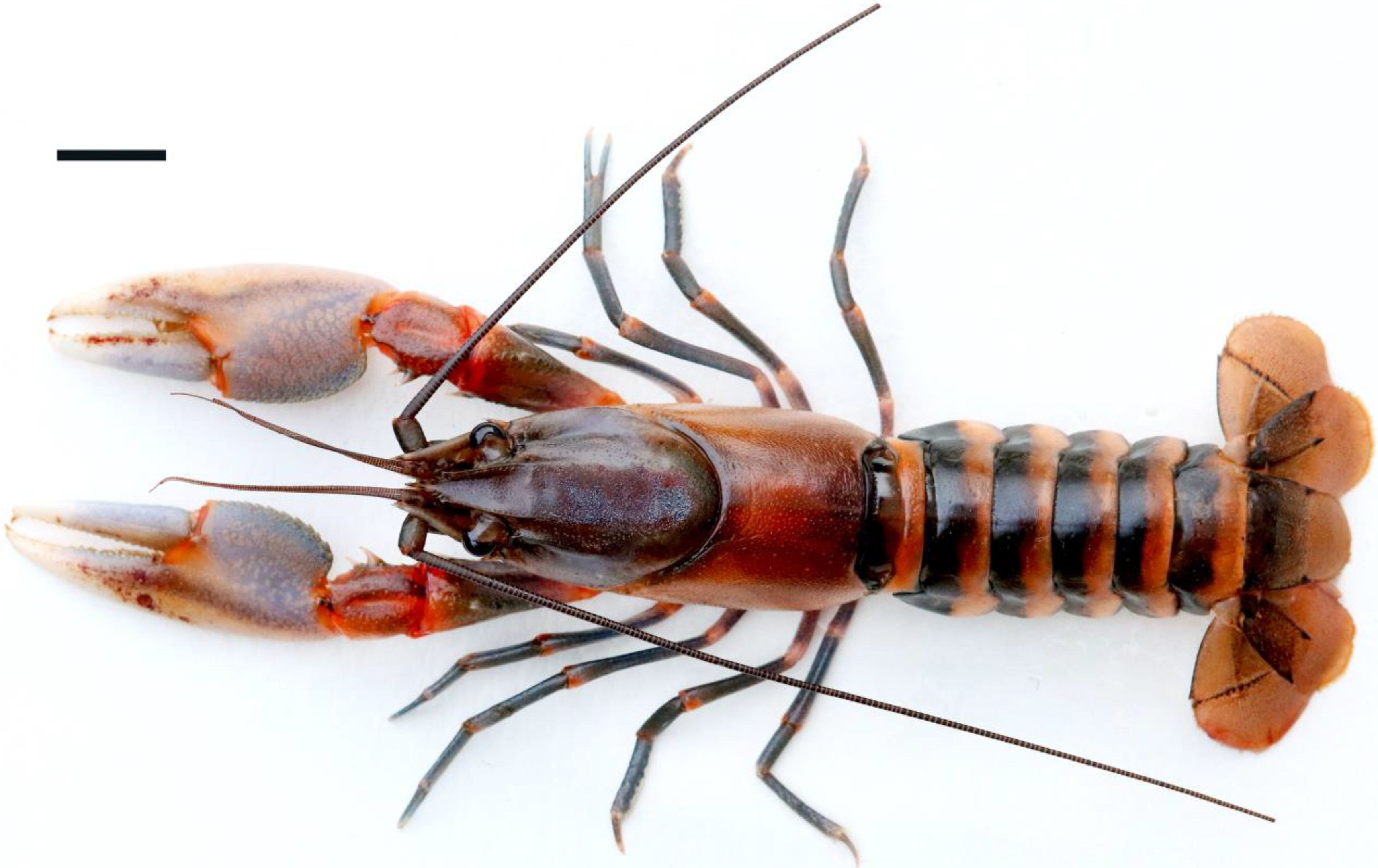 Arthropoda 02 00019 g005