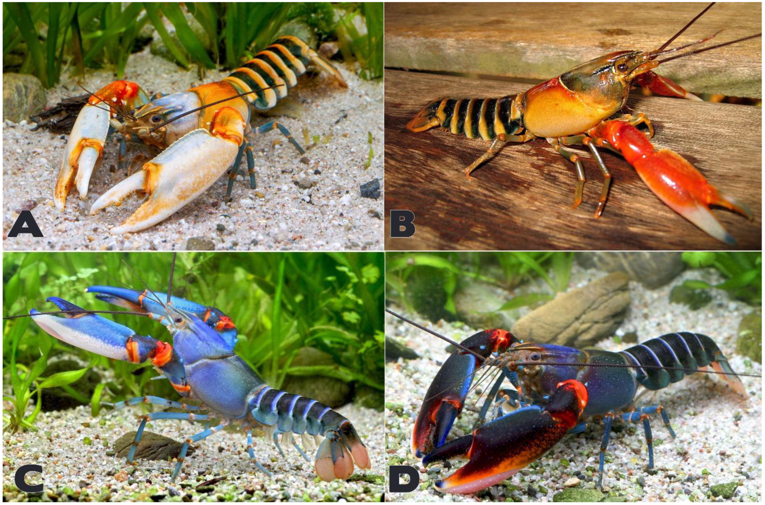 Arthropoda 02 00019 g007