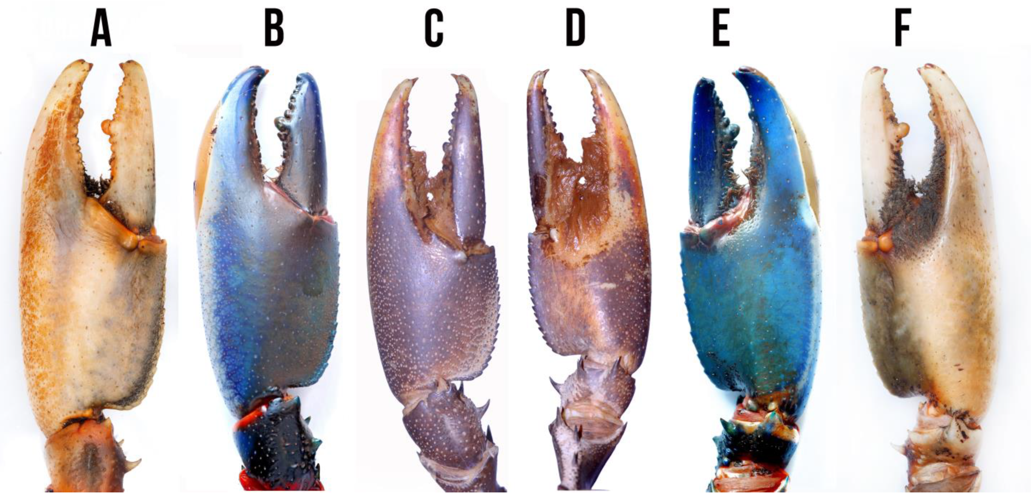 Arthropoda 02 00019 g008