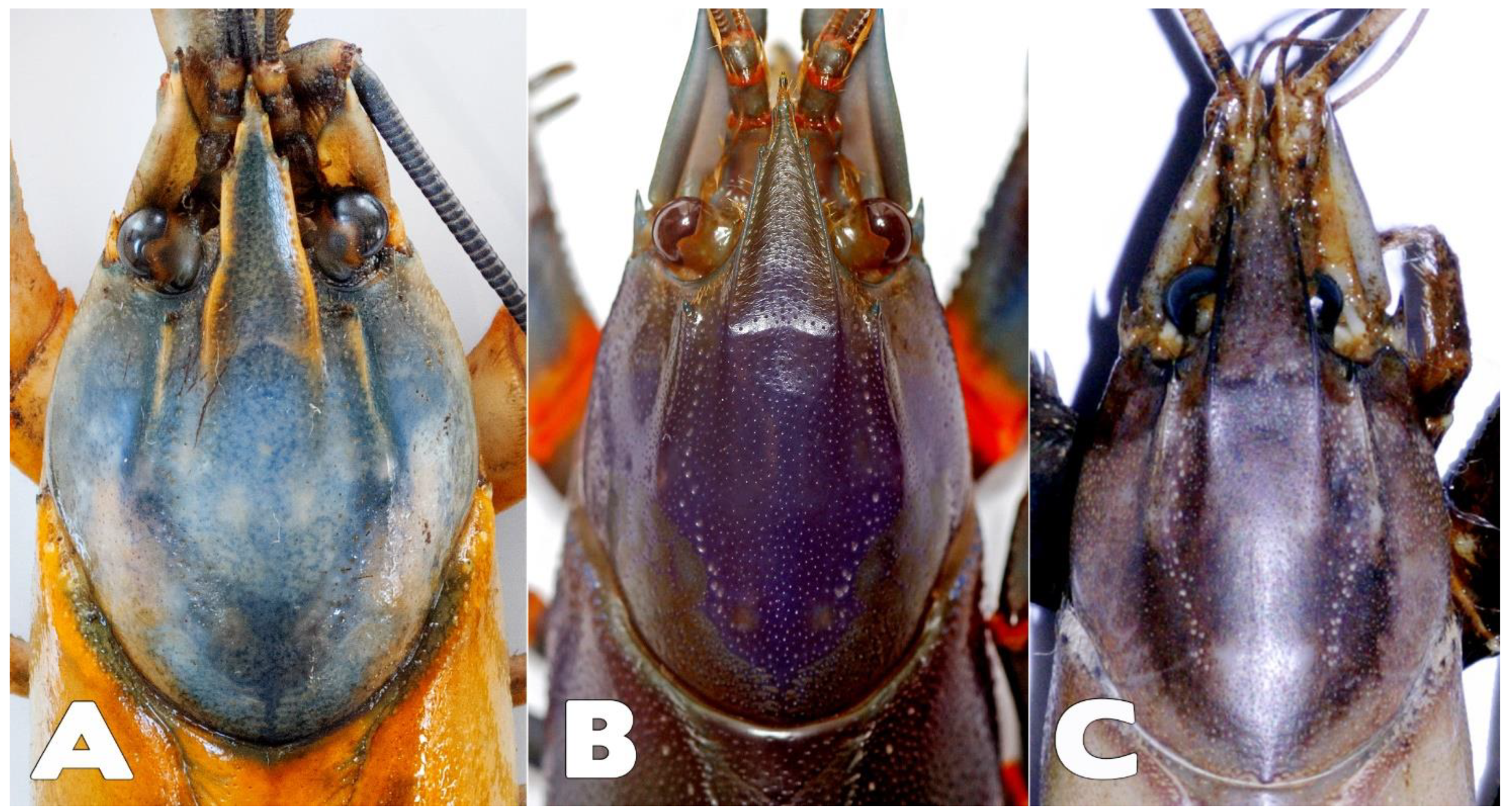 Arthropoda 02 00019 g009