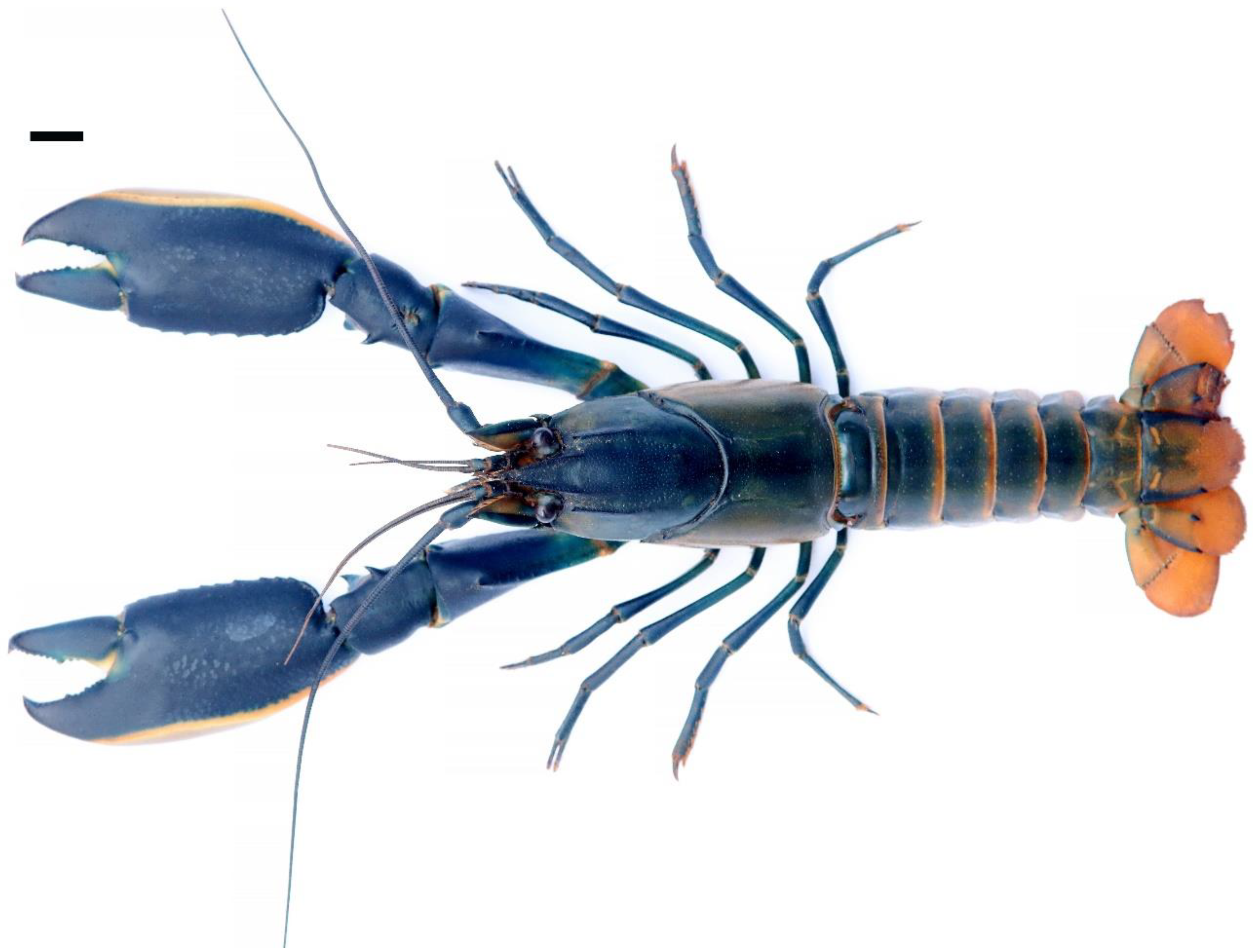 Arthropoda 02 00019 g011