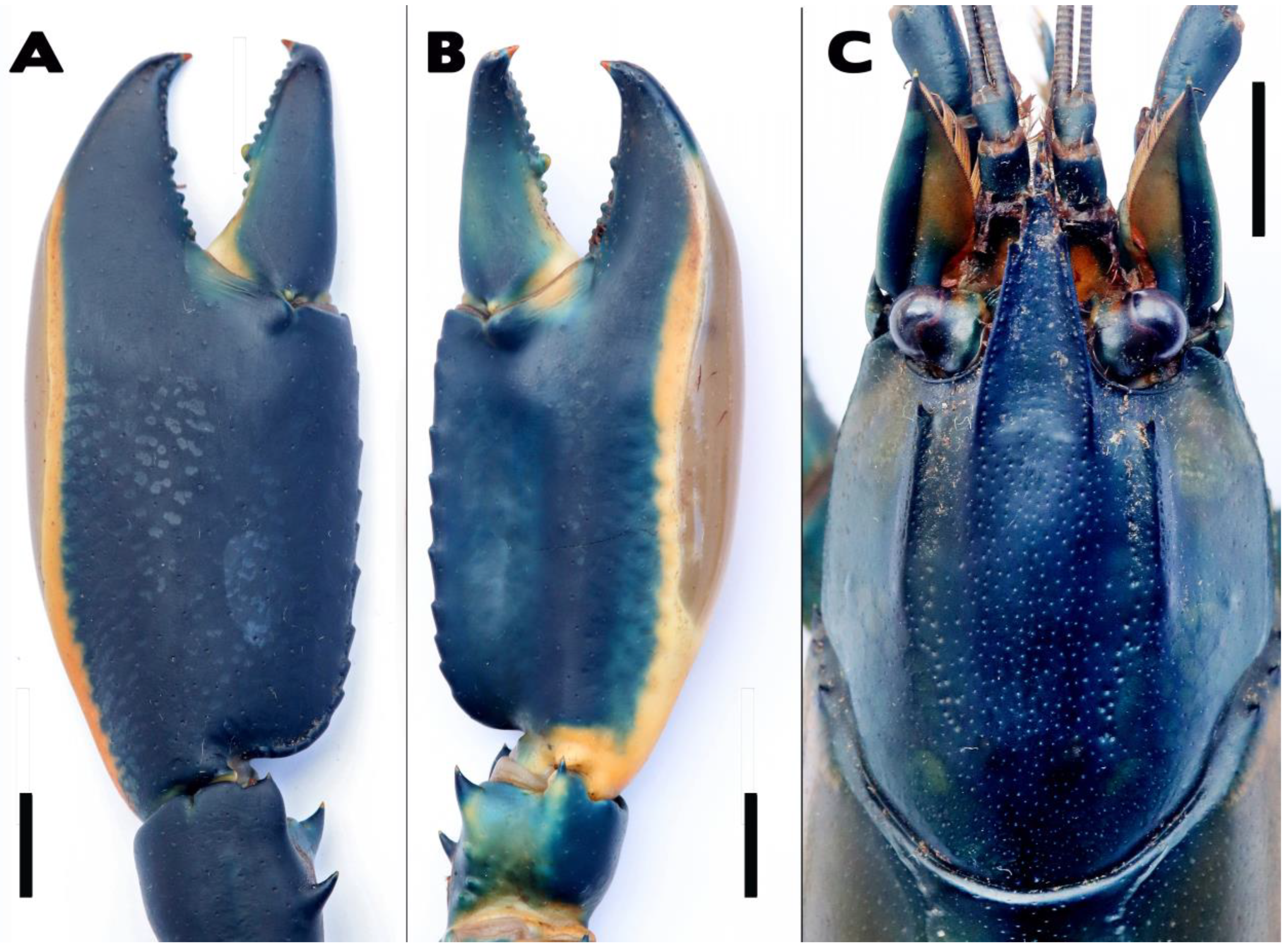 Arthropoda 02 00019 g012