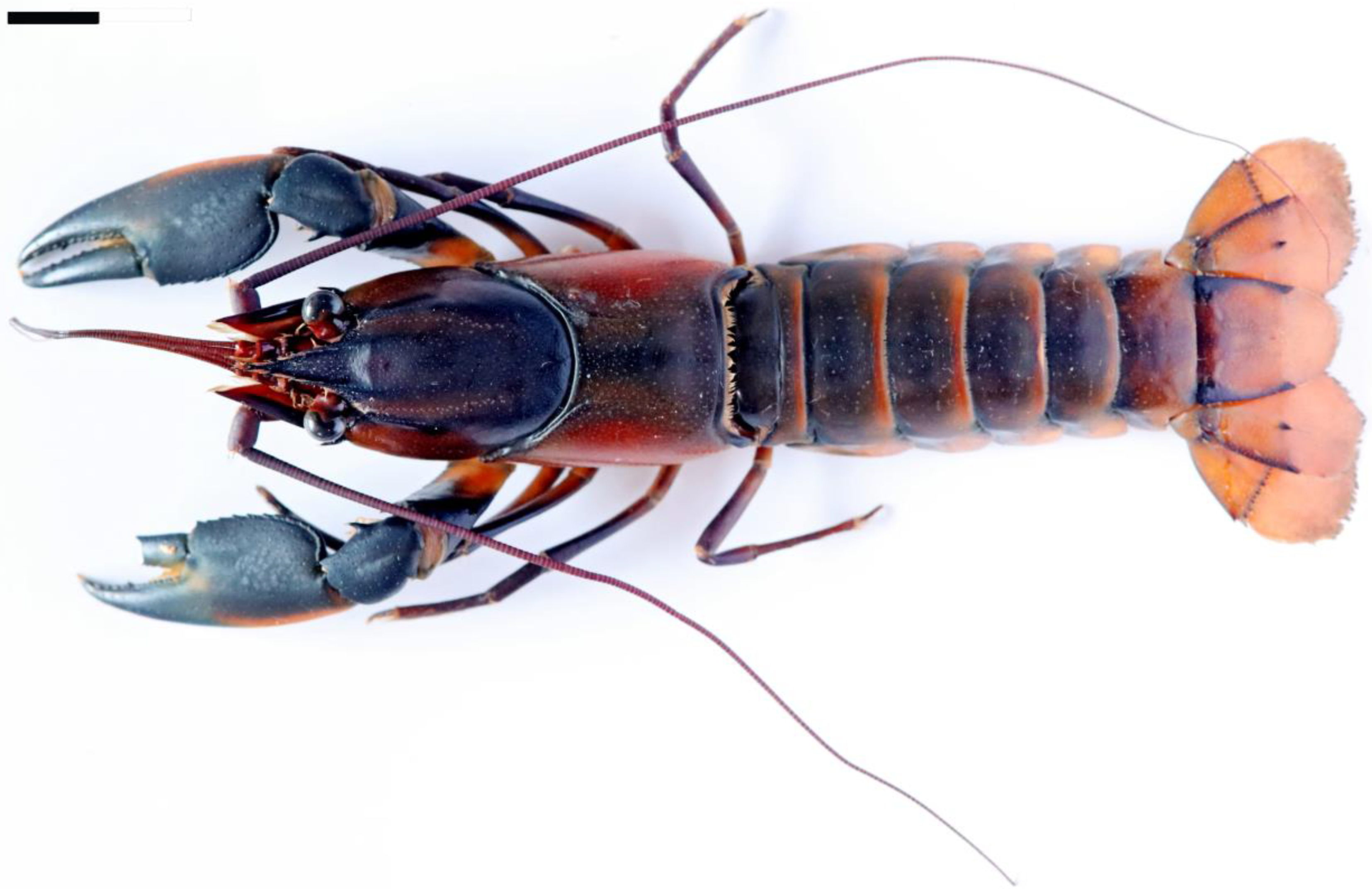 Arthropoda 02 00019 g013