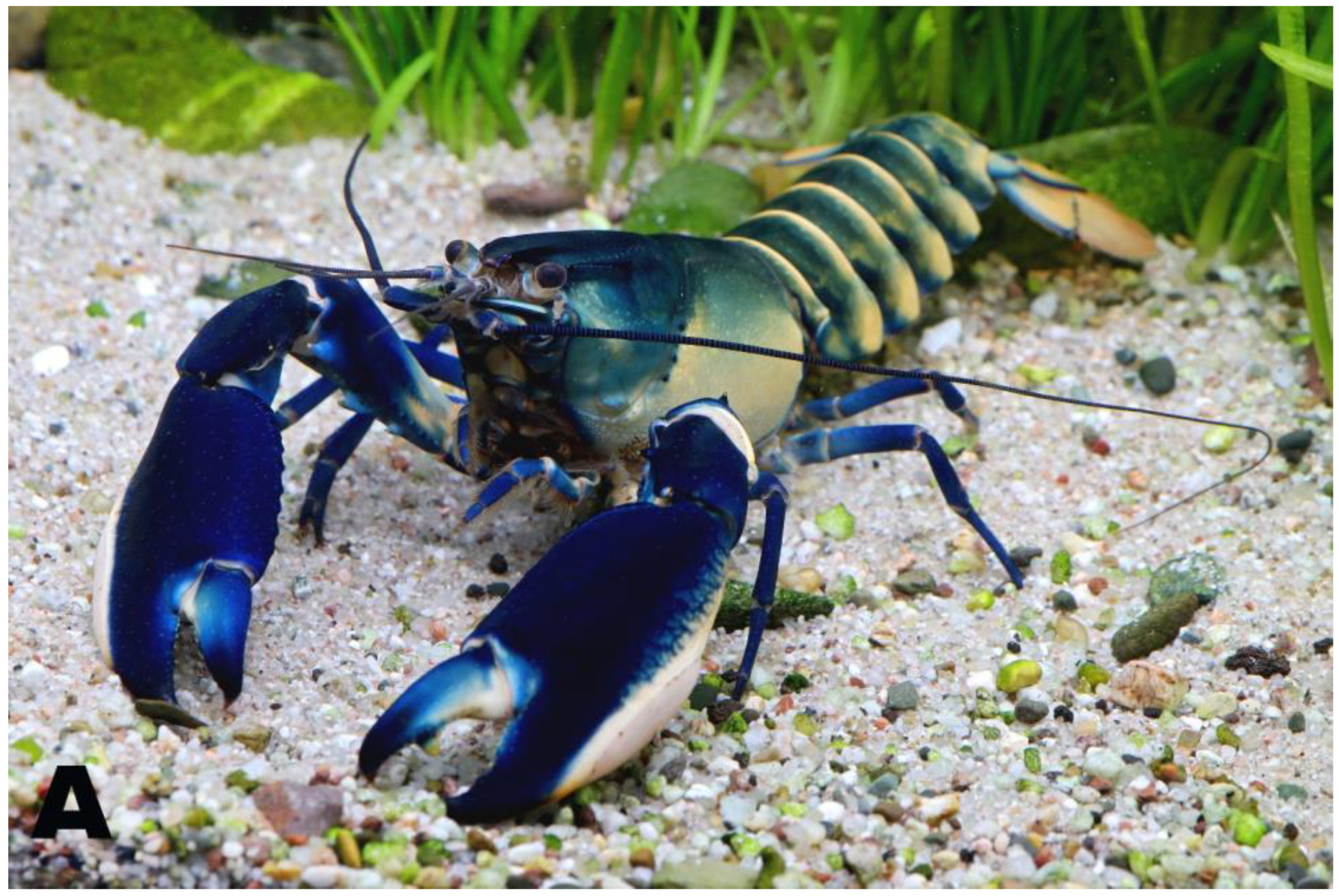 Arthropoda 02 00019 g014a