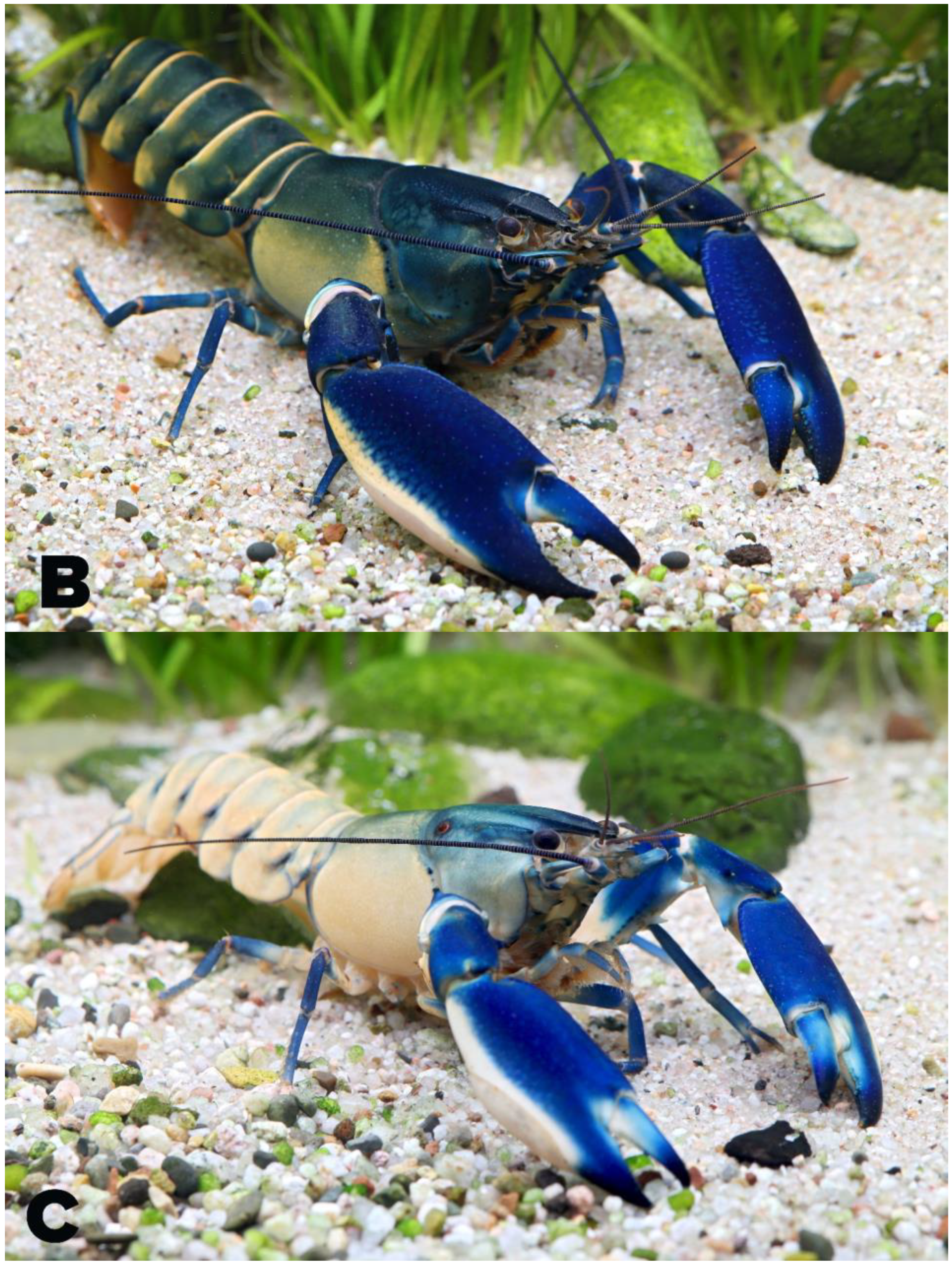 Arthropoda 02 00019 g014b