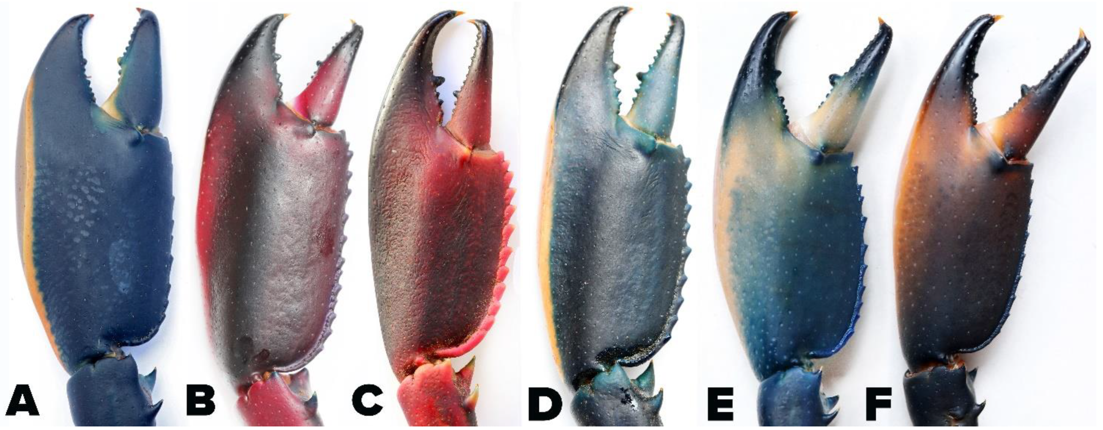 Arthropoda 02 00019 g015