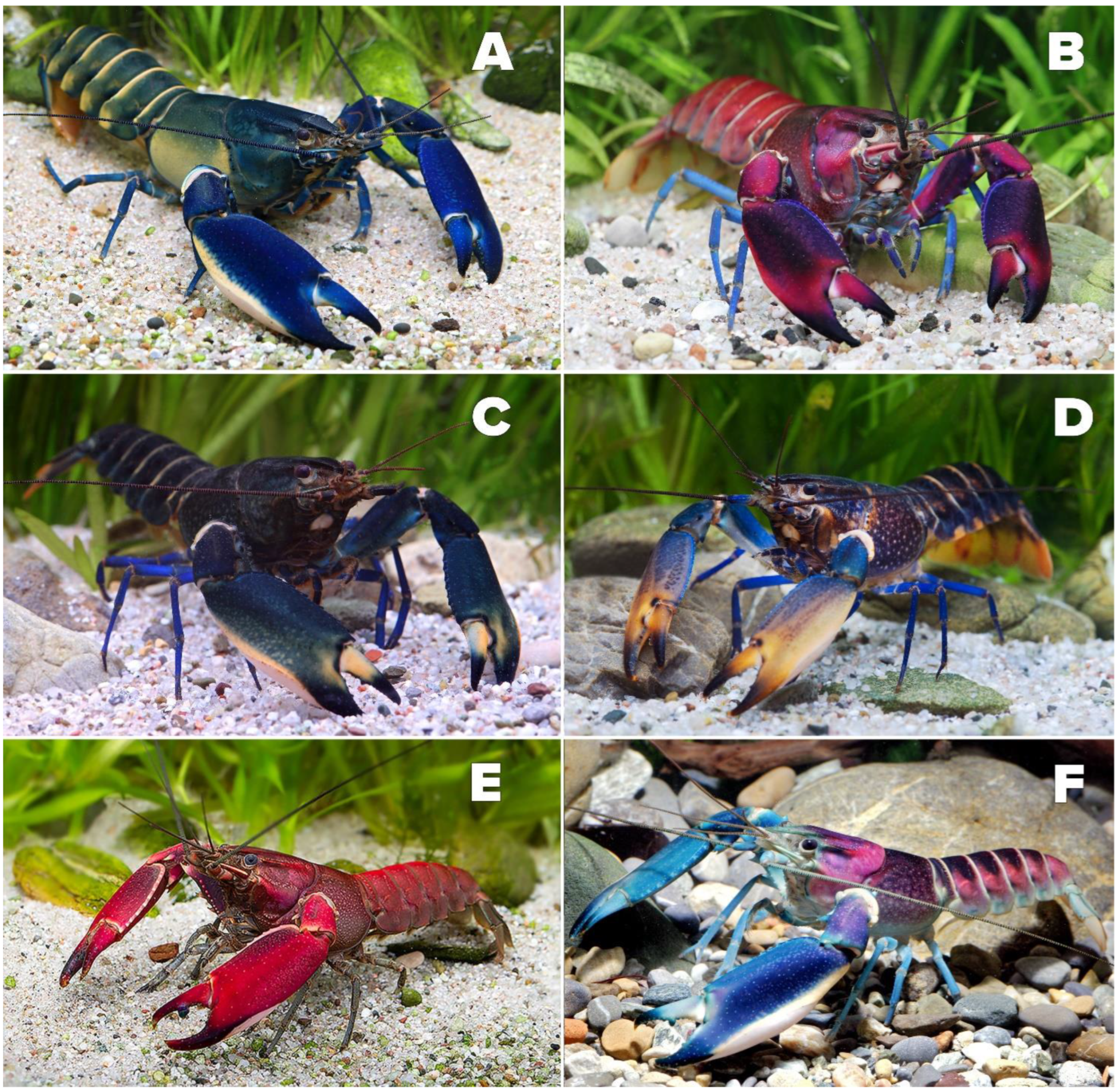 Arthropoda 02 00019 g016