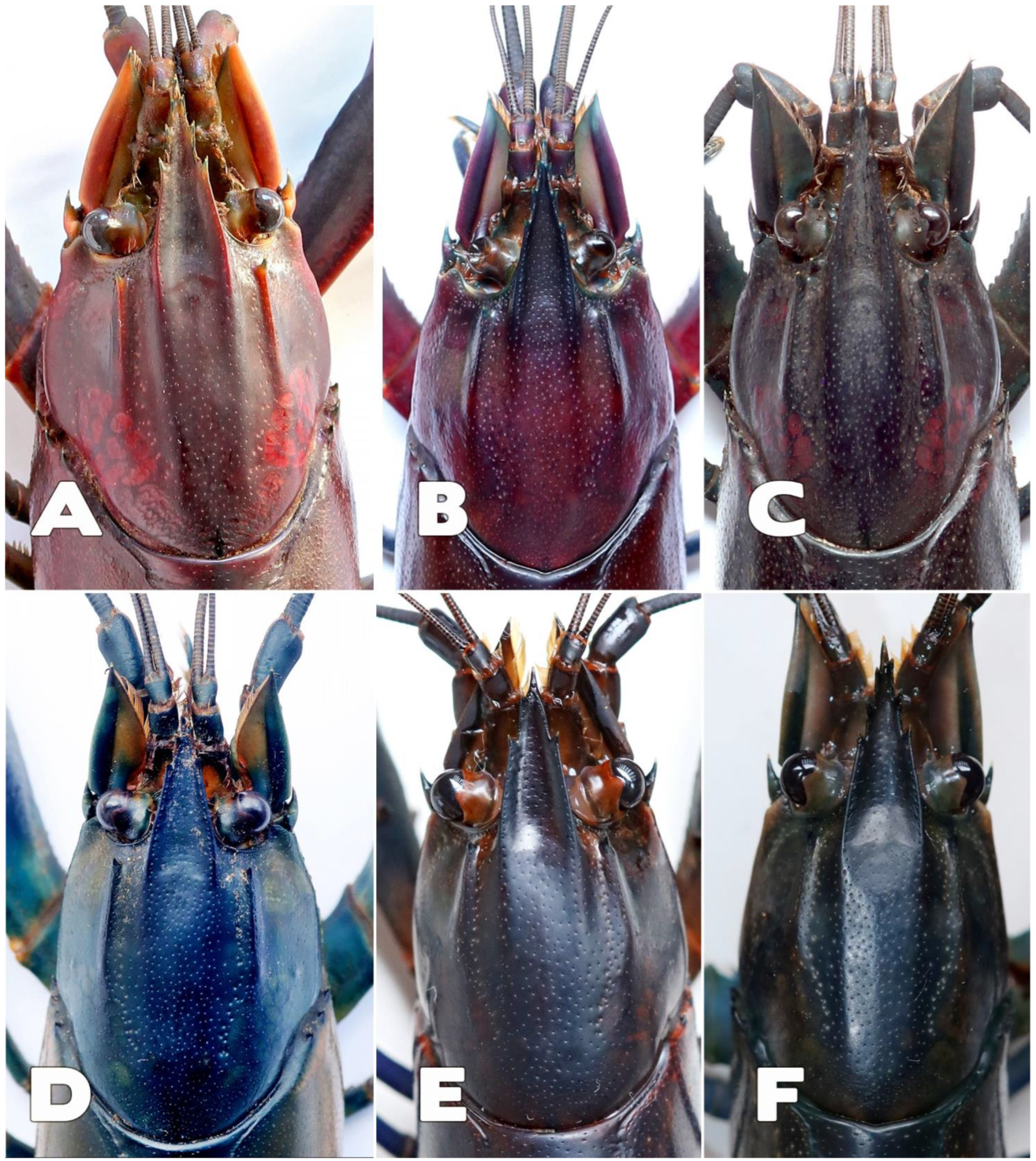 Arthropoda 02 00019 g017