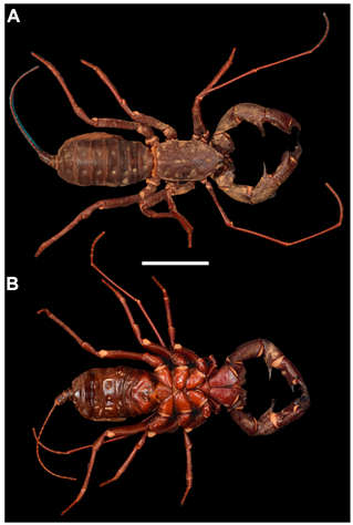 Arthropoda 03 00002 g002 Arthropoda 03 00002 g002