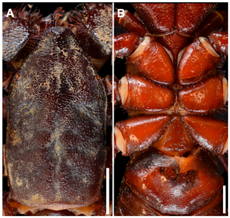 Arthropoda 03 00002 g003 Arthropoda 03 00002 g003