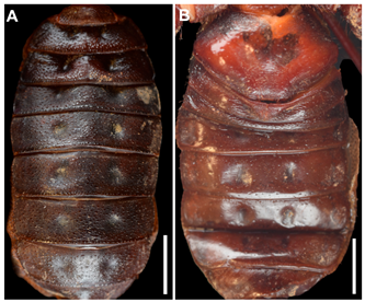 Arthropoda 03 00002 g004 Arthropoda 03 00002 g004