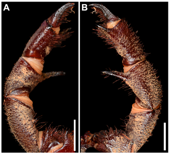 Arthropoda 03 00002 g006 Arthropoda 03 00002 g006