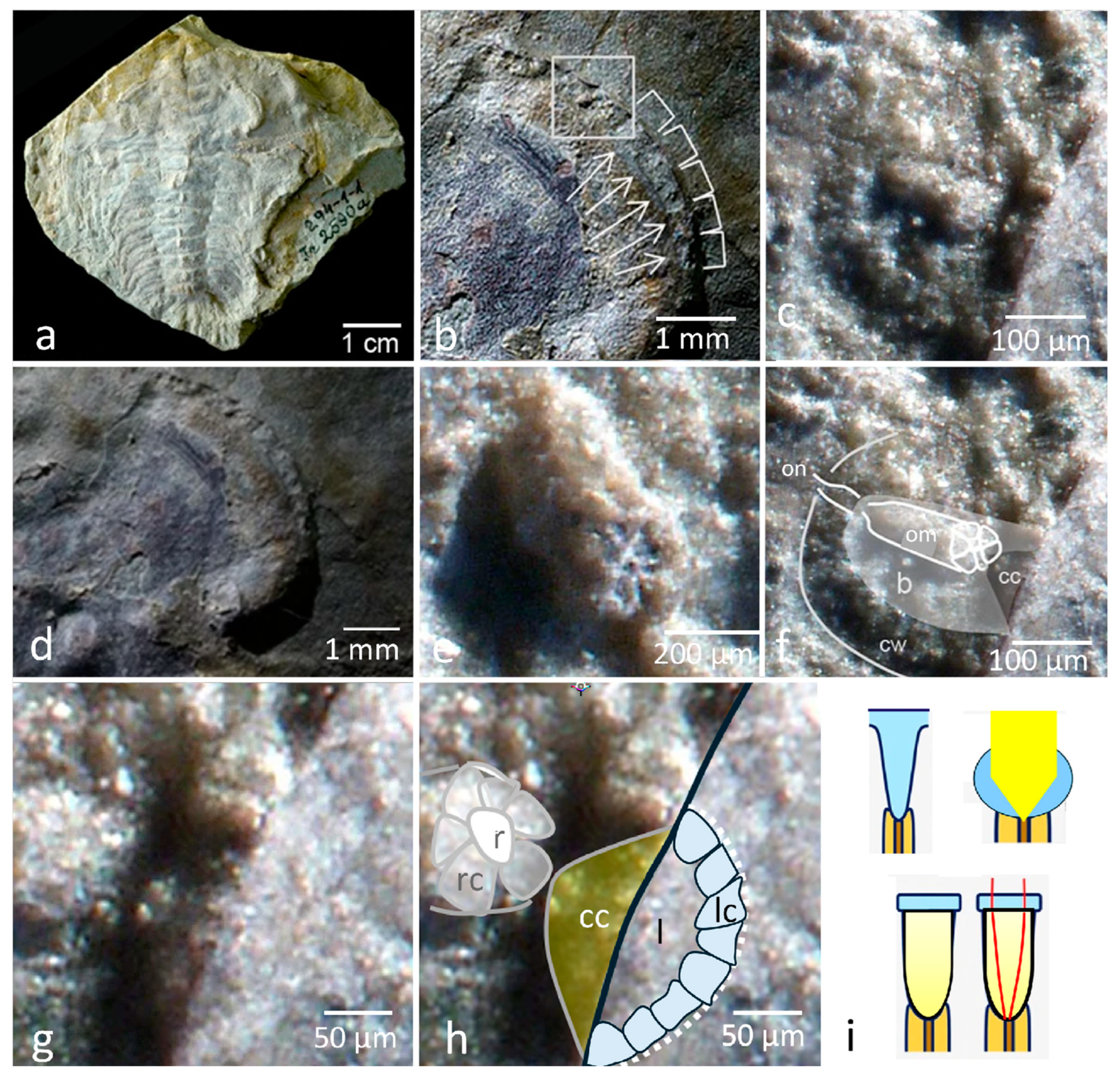 Arthropoda 03 00003 g006 Arthropoda 03 00003 g006
