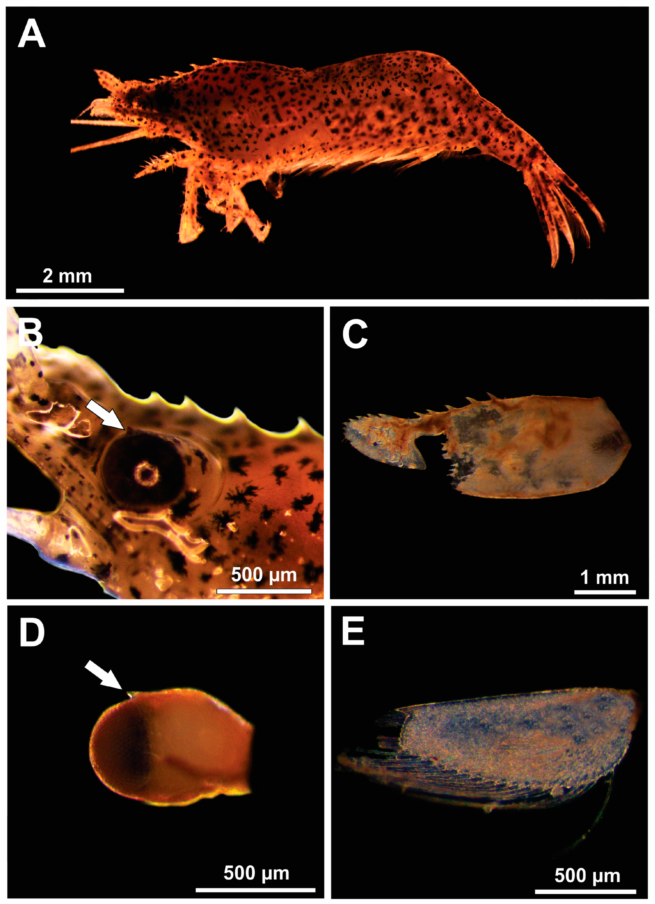 Arthropoda 03 00005 g002
