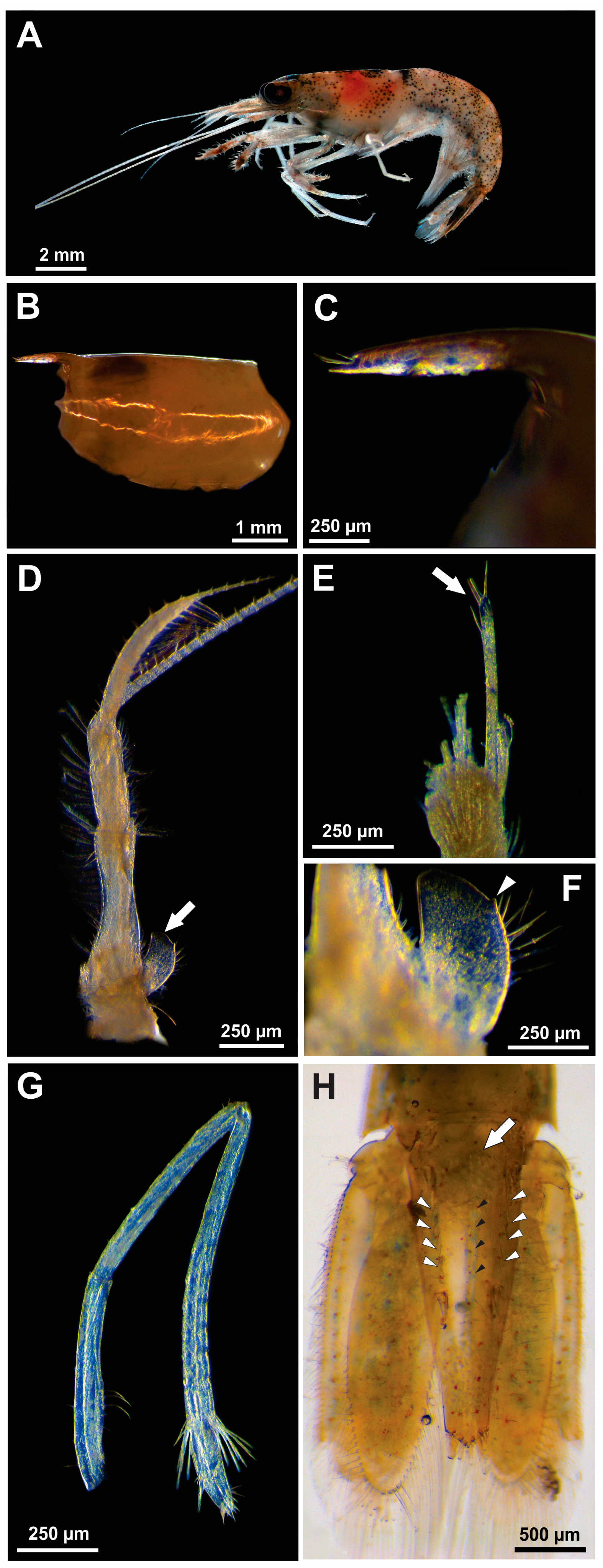 Arthropoda 03 00005 g003