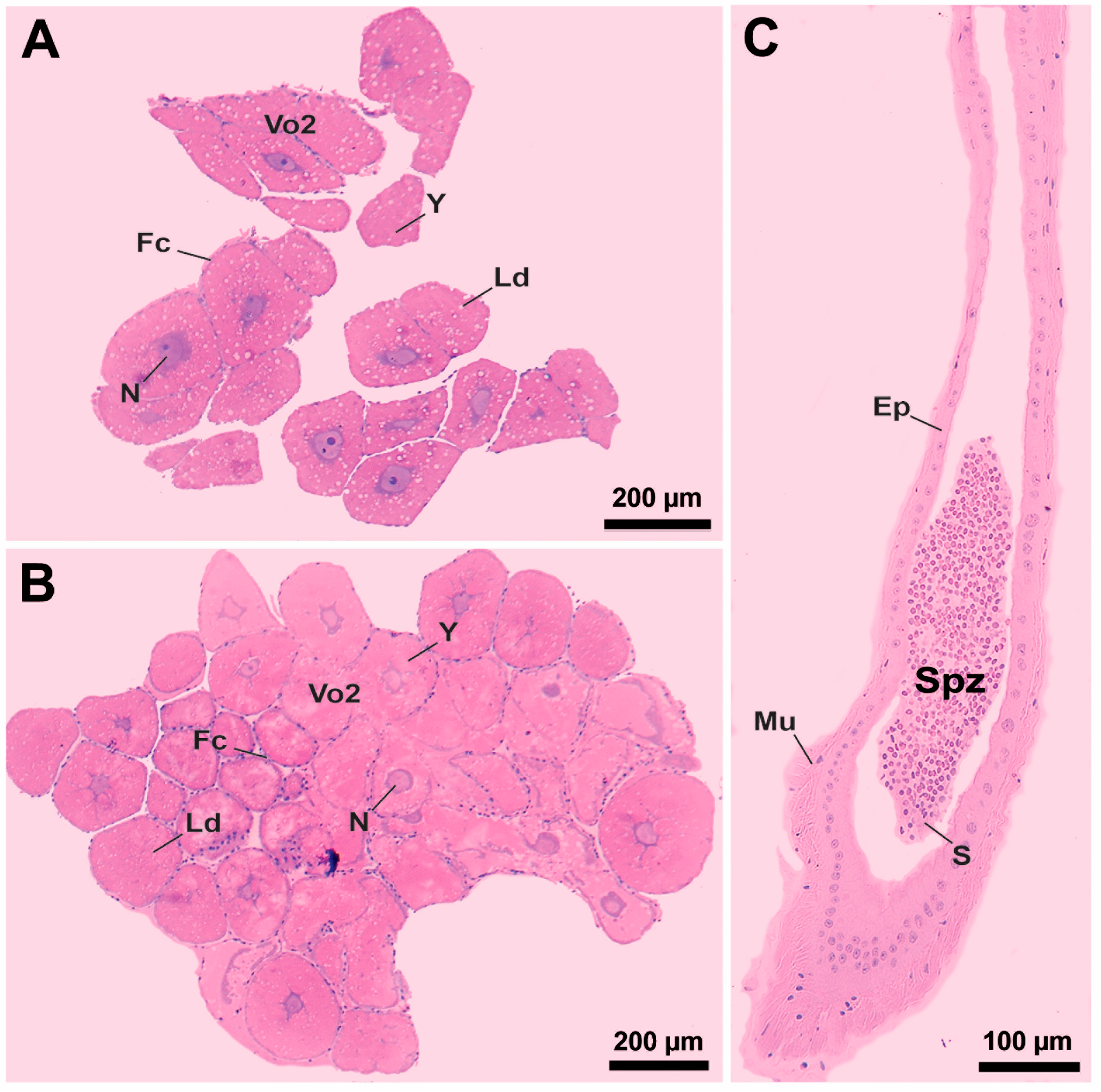Arthropoda 03 00005 g004